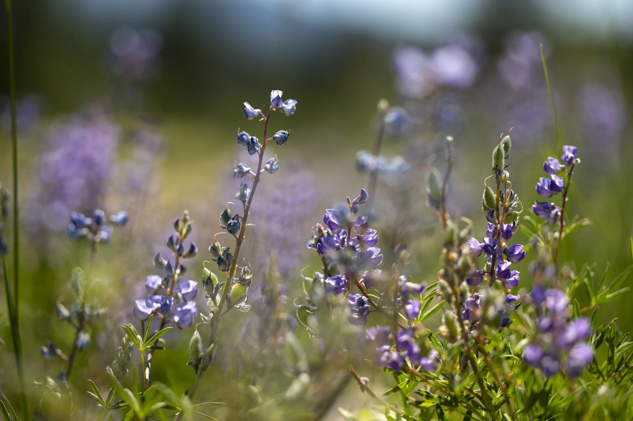 Close-up of purple and blue wildflowers blooming in a field with a blurred green and purple background.