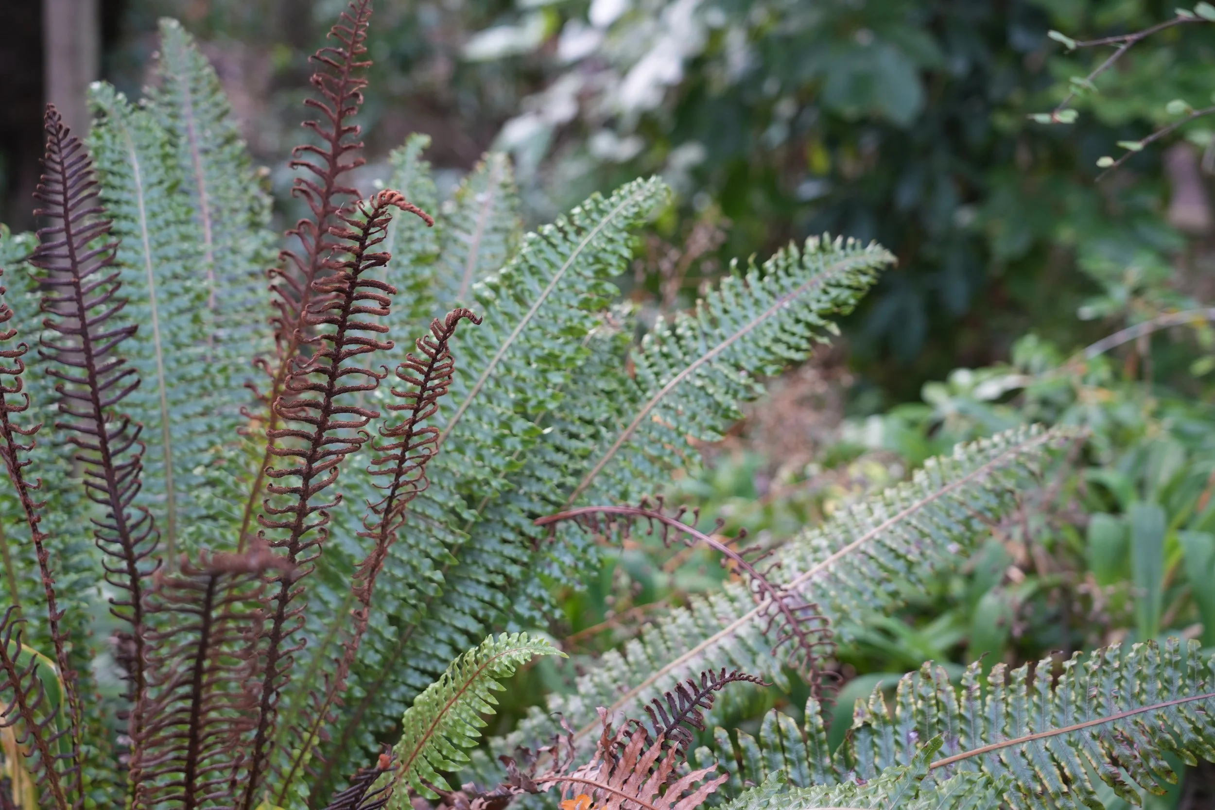 DSC00202.JPG