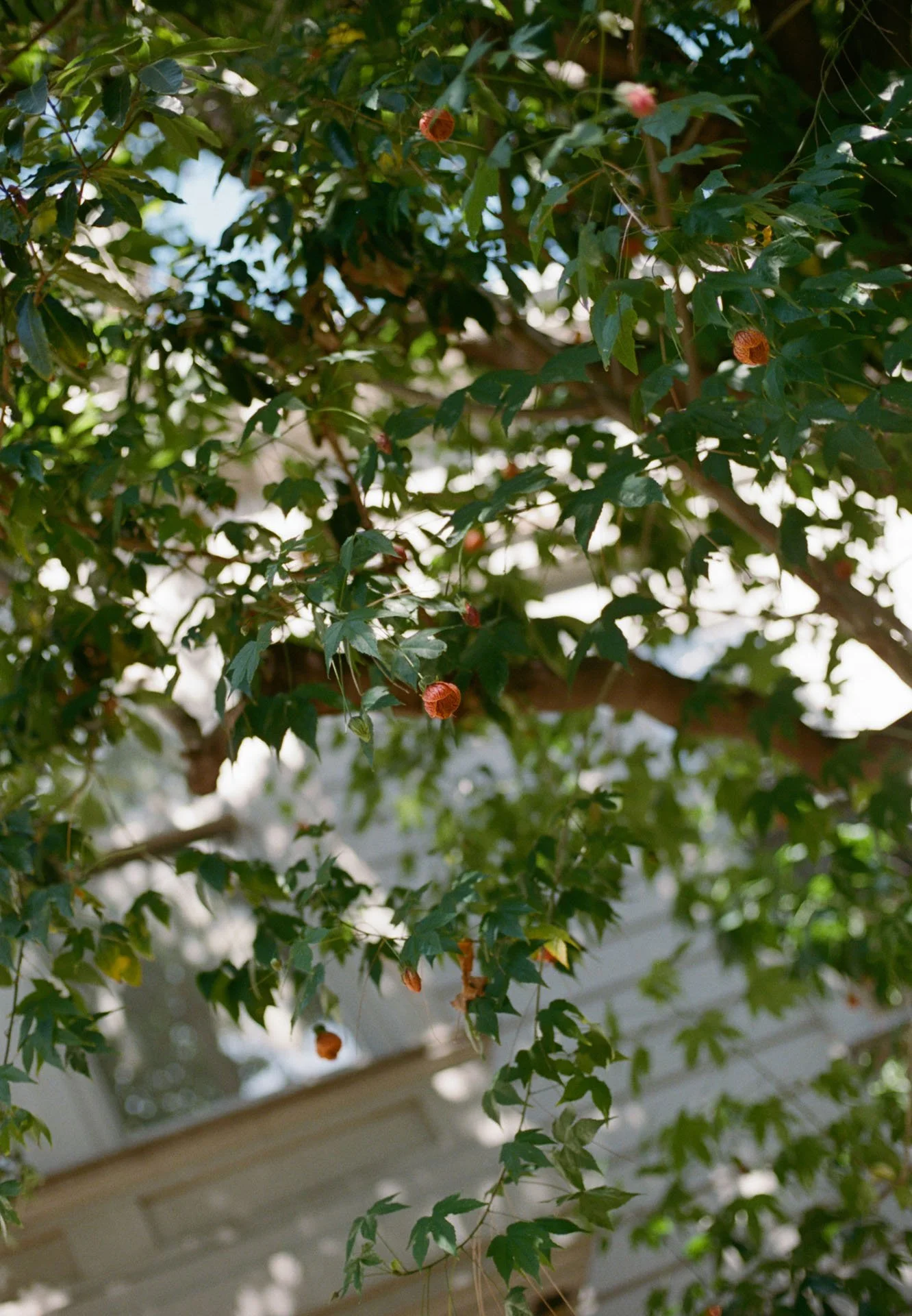 Sarah Bennett Photography_Yoko_alex_8.jpg