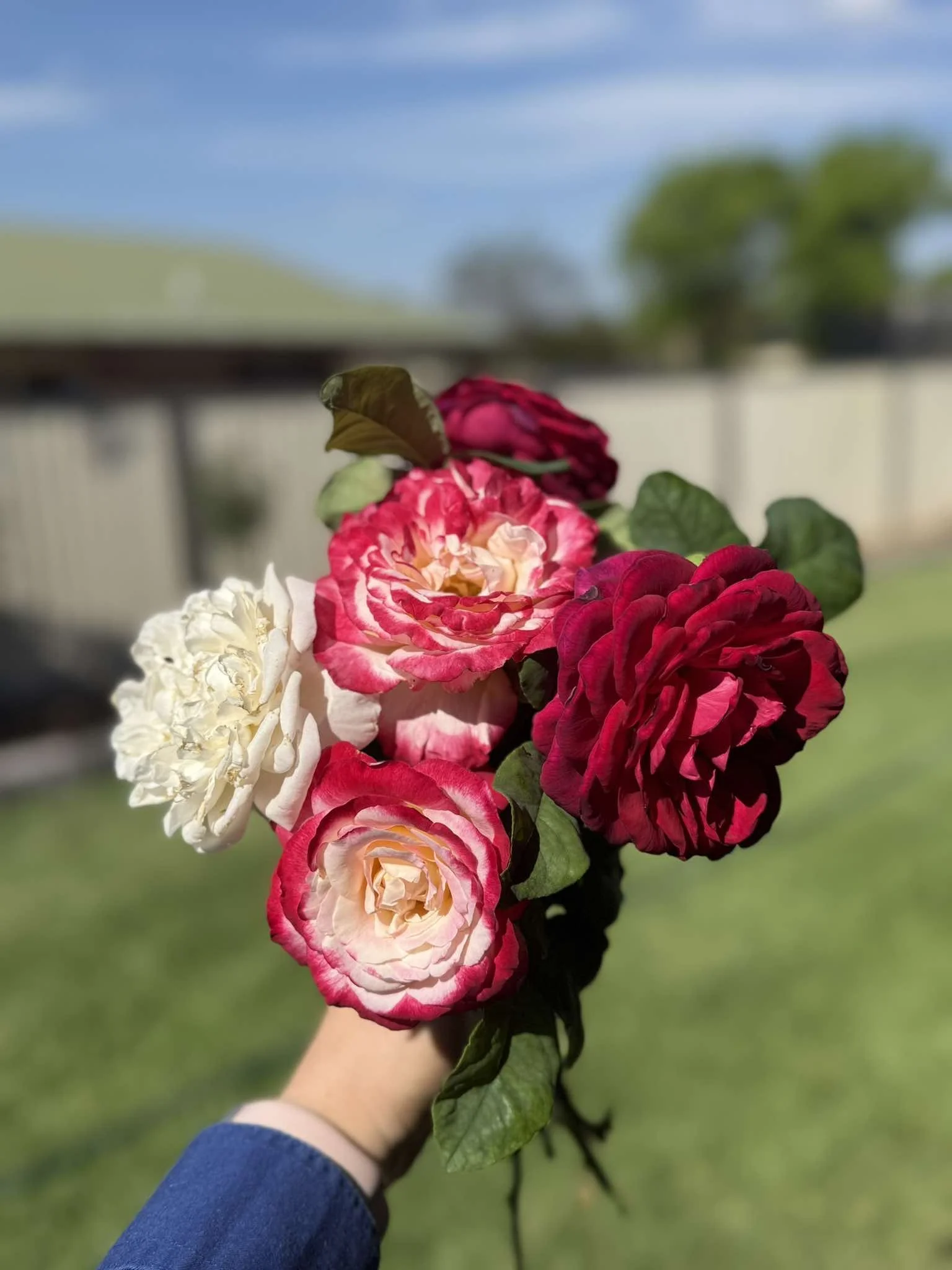 Person holding a bouquet of various colorful roses outdoors with a blurred background of a blue sky, green trees, and a fence.