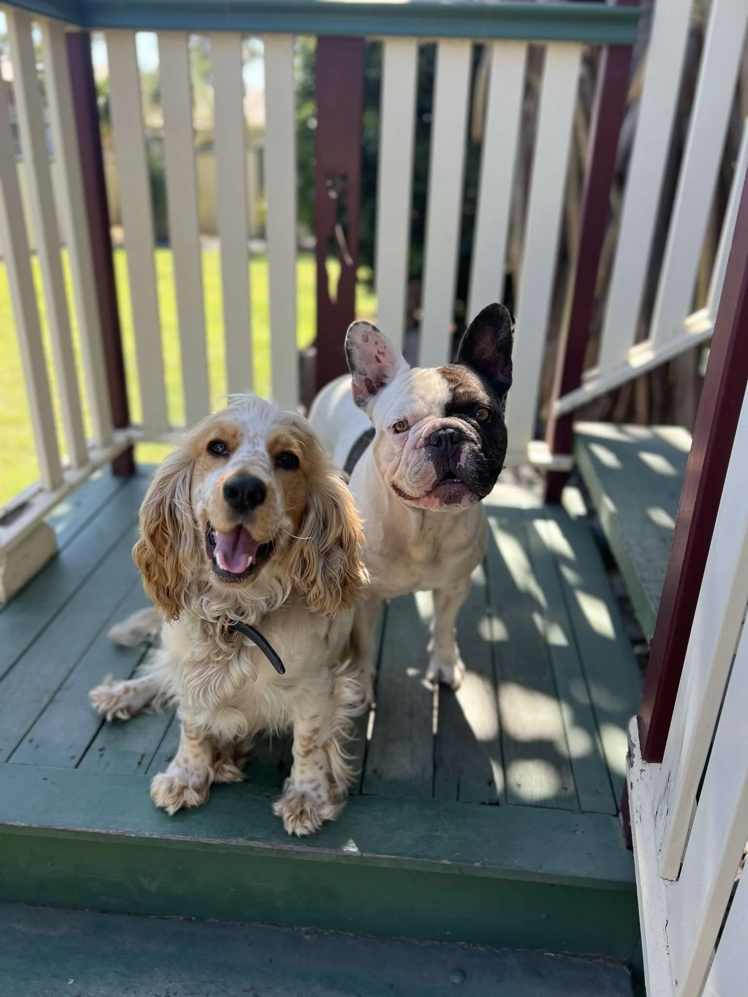 Two dogs, a Cocker Spaniel with curly, golden fur and a French Bulldog with black and white fur, sit side by side on a green wooden porch in front of a white and purple railing. They are looking at the camera, with the Cocker Spaniel smiling and the French Bulldog with a curious expression.