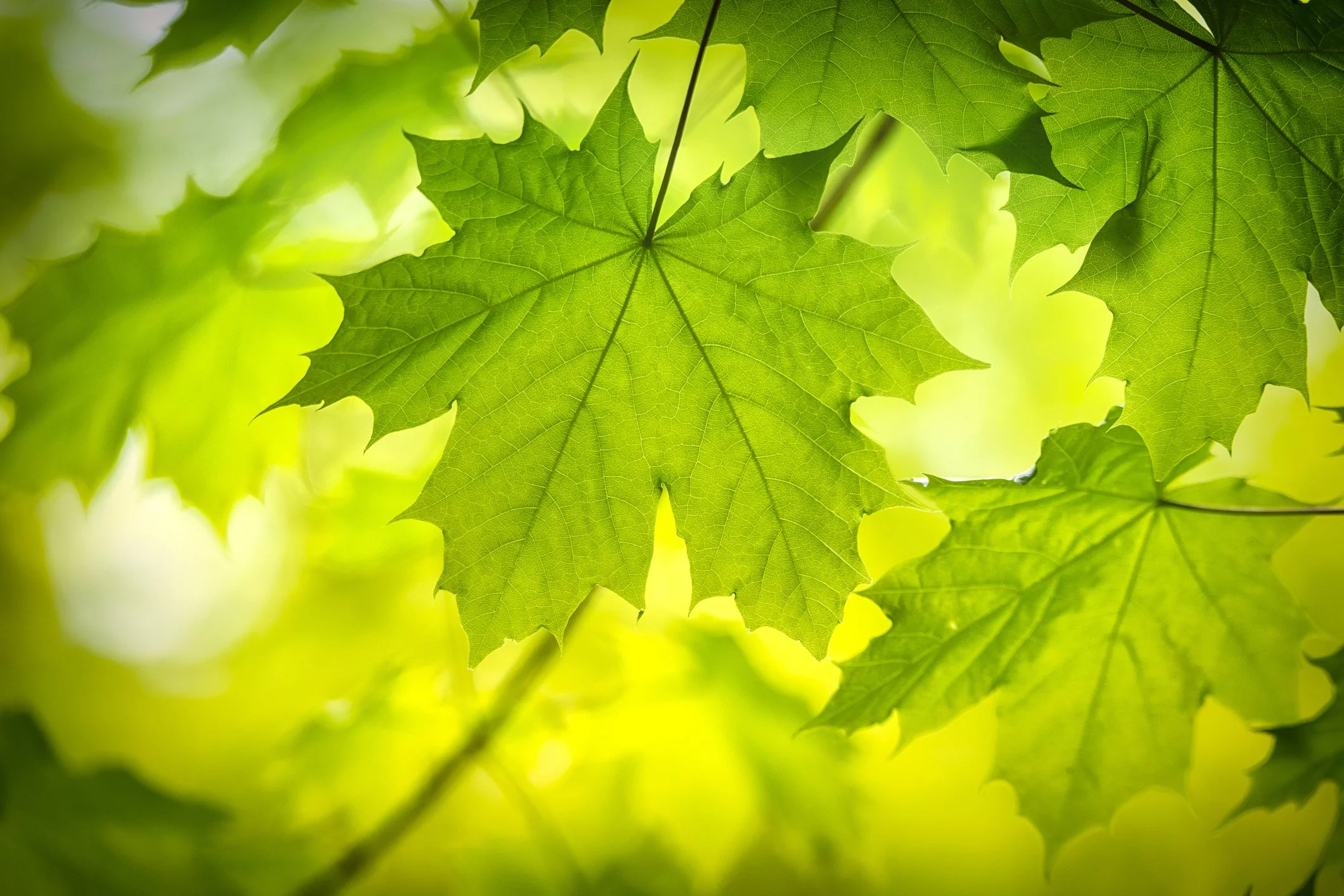 Close-up of green maple leaves with sunlight shining through.