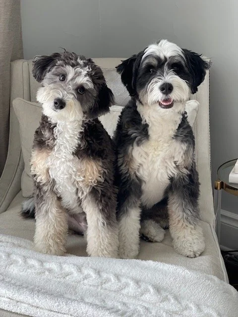 Riley and Murphy, the two Bernedoodles behind Murley Co., sitting on a chair