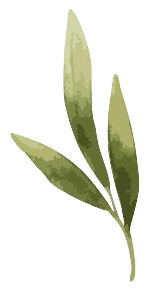 llustration of an olive tree branch.