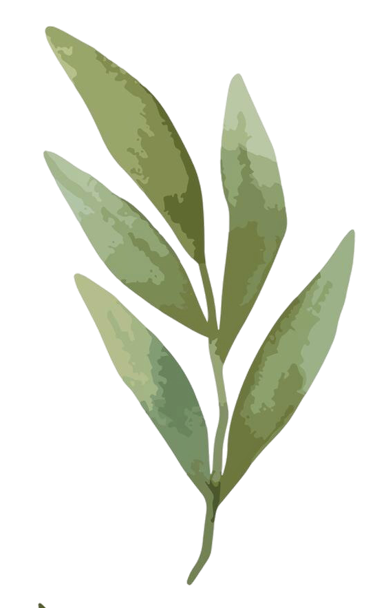 llustration of an olive tree branch.