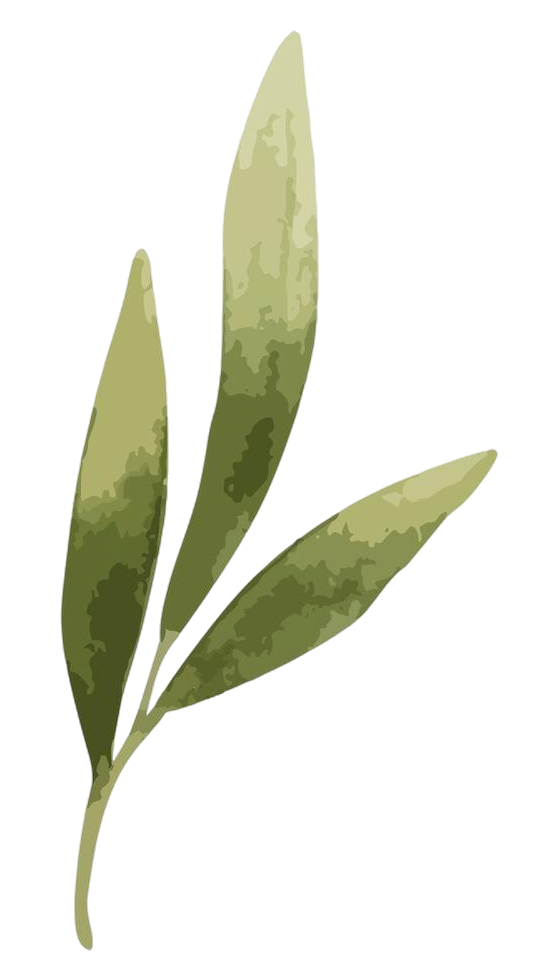 llustration of an olive tree branch.