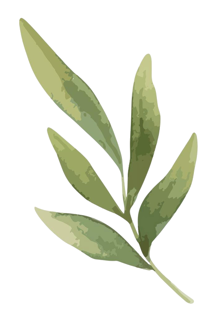 llustration of an olive tree branch.