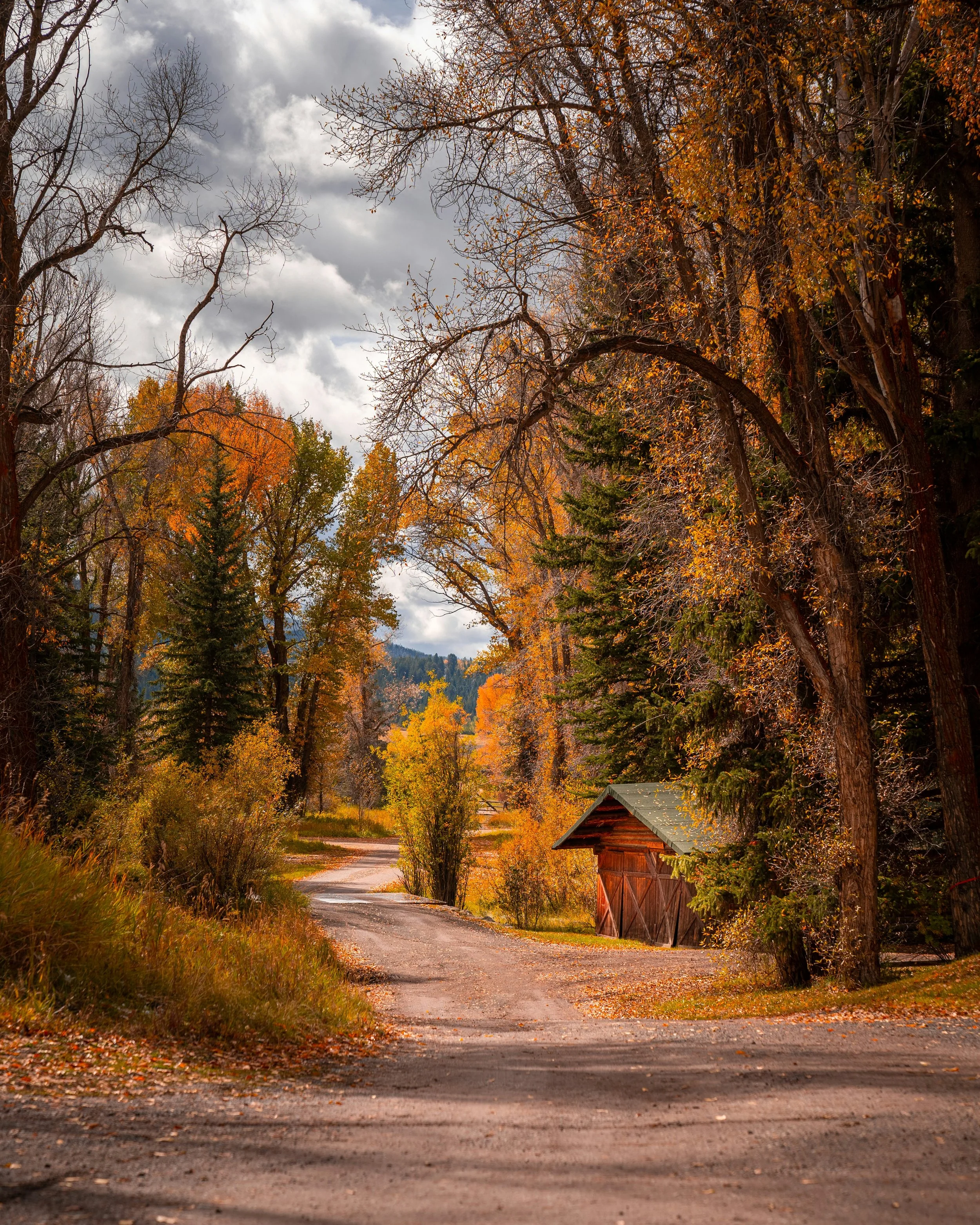 A dirt path winding through a wooded area with trees displaying fall colors and an overcast sky.