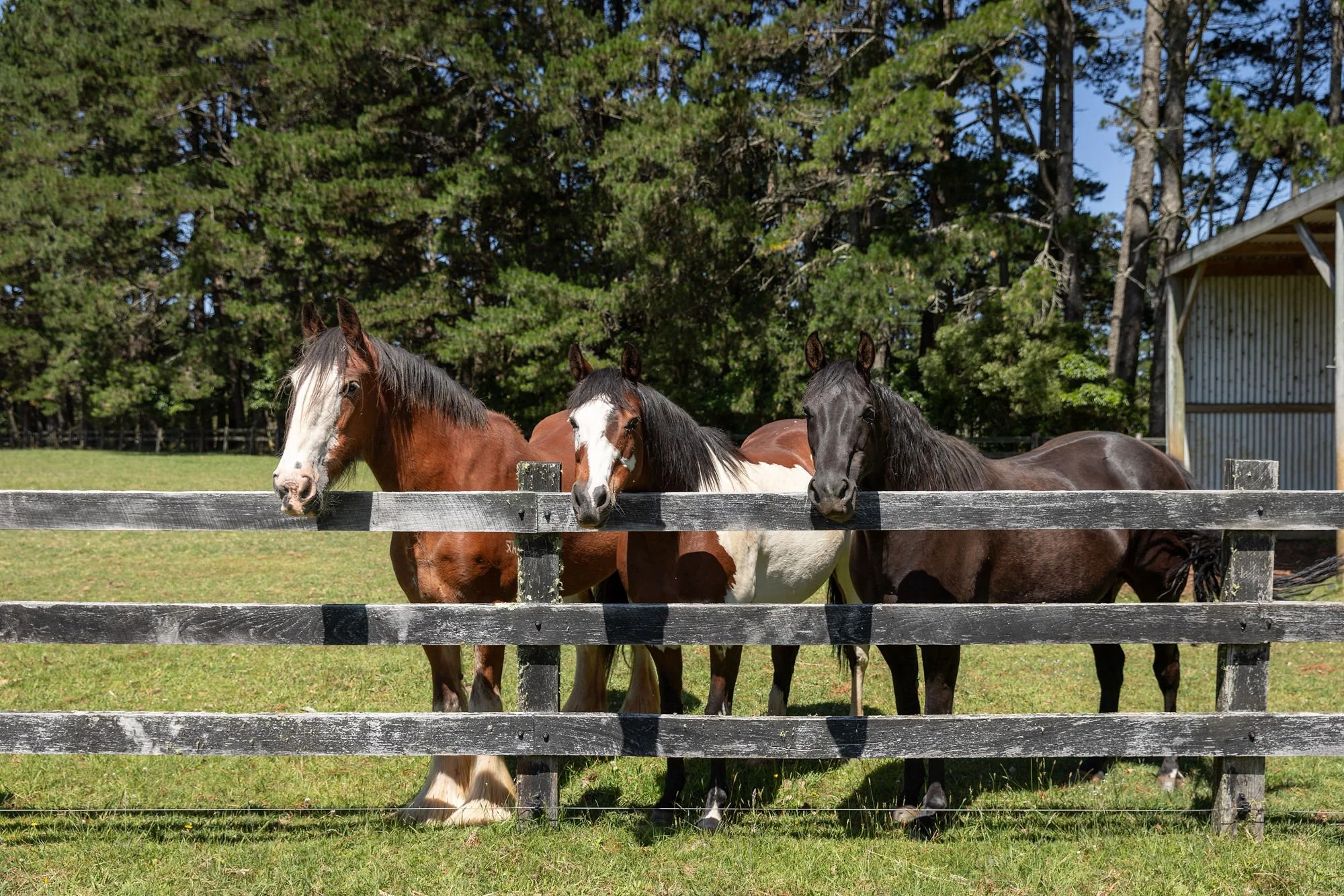 Three horses standing behind a wooden fence in a grassy field, with a green forest and a small shed in the background on a sunny day.