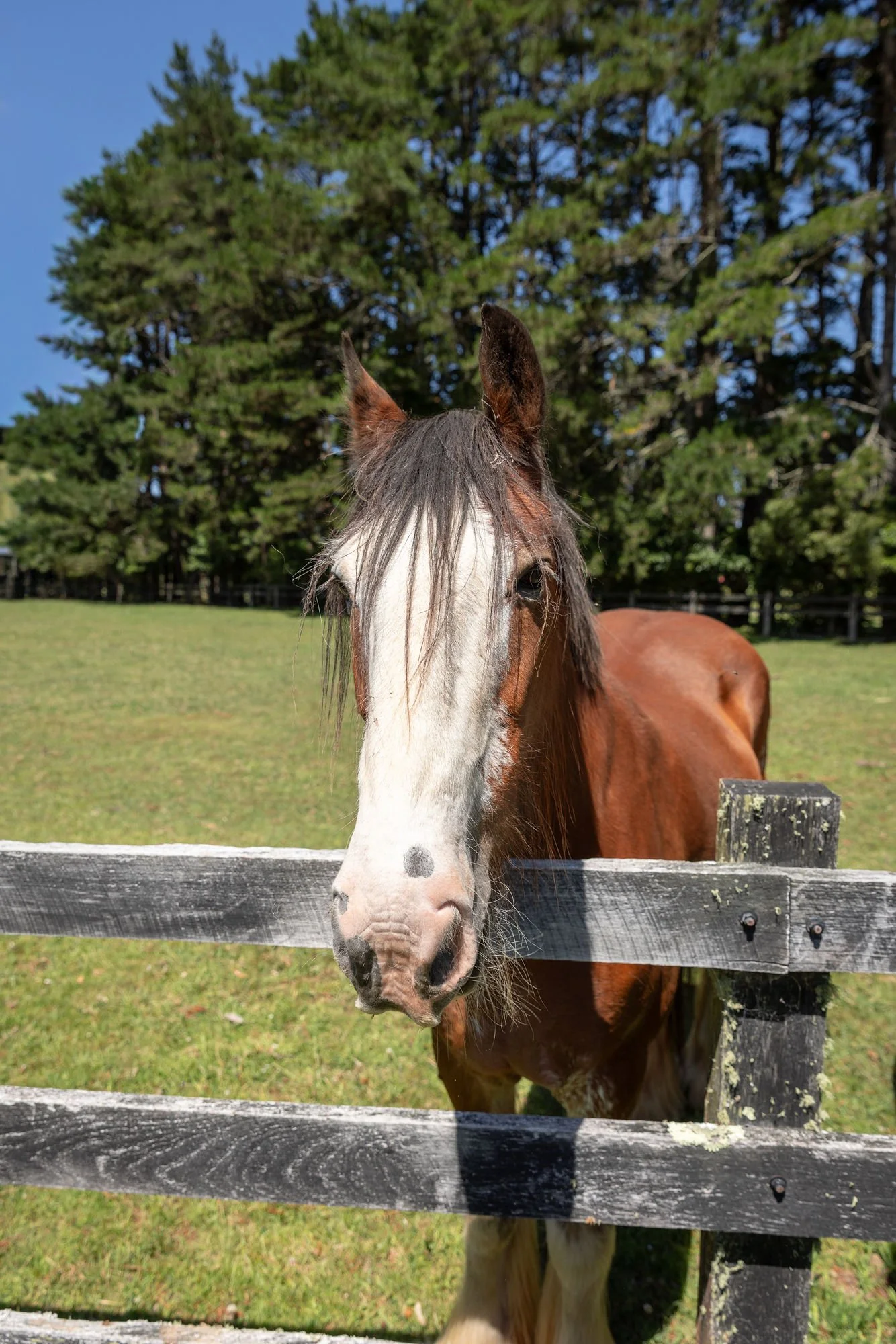 A brown and white horse with a distinctive white face and black spots, standing behind a black wooden fence in a grassy area with tall green trees and a clear blue sky in the background.