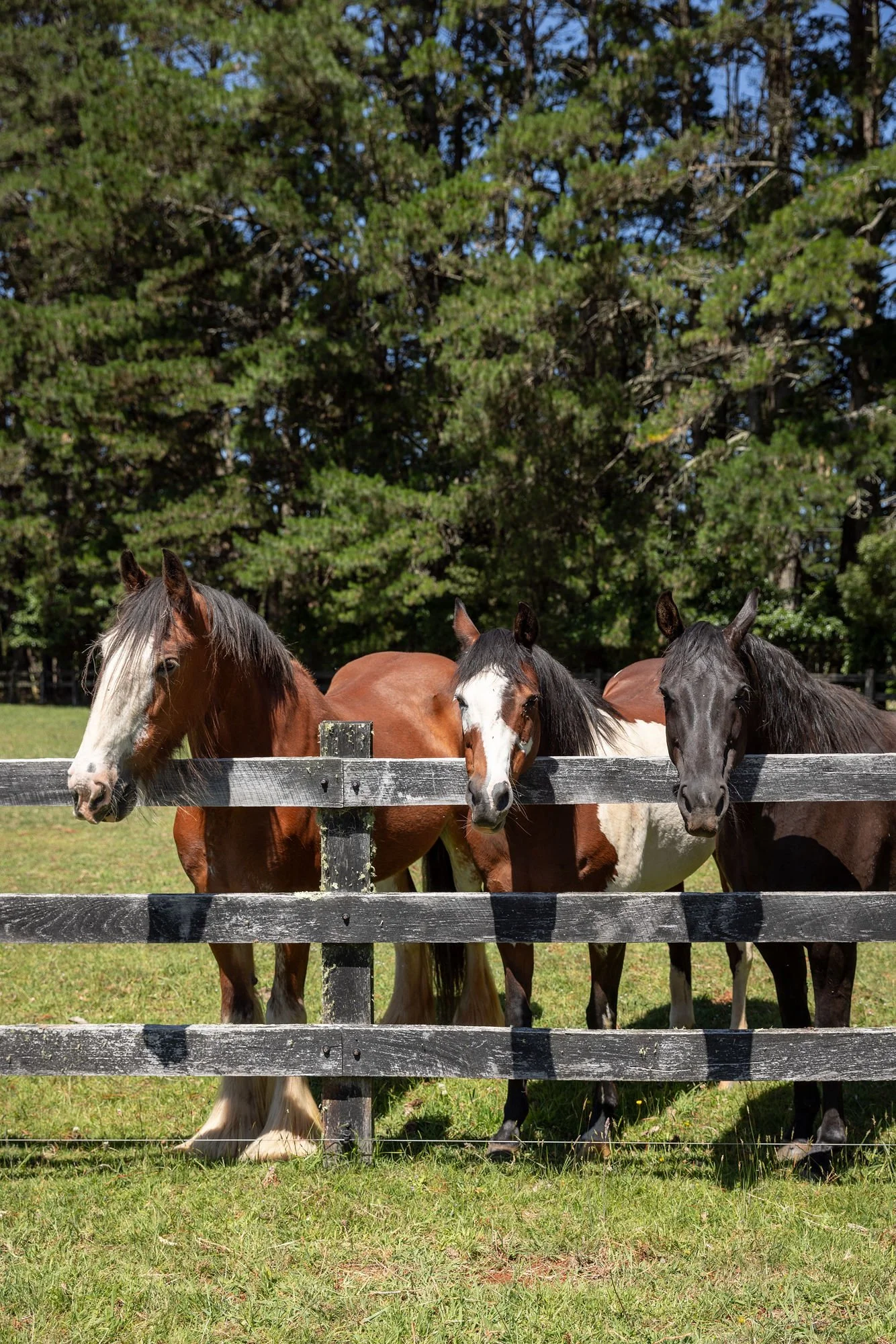 Four horses standing behind a black wooden fence on a grassy field, with green trees in the background.