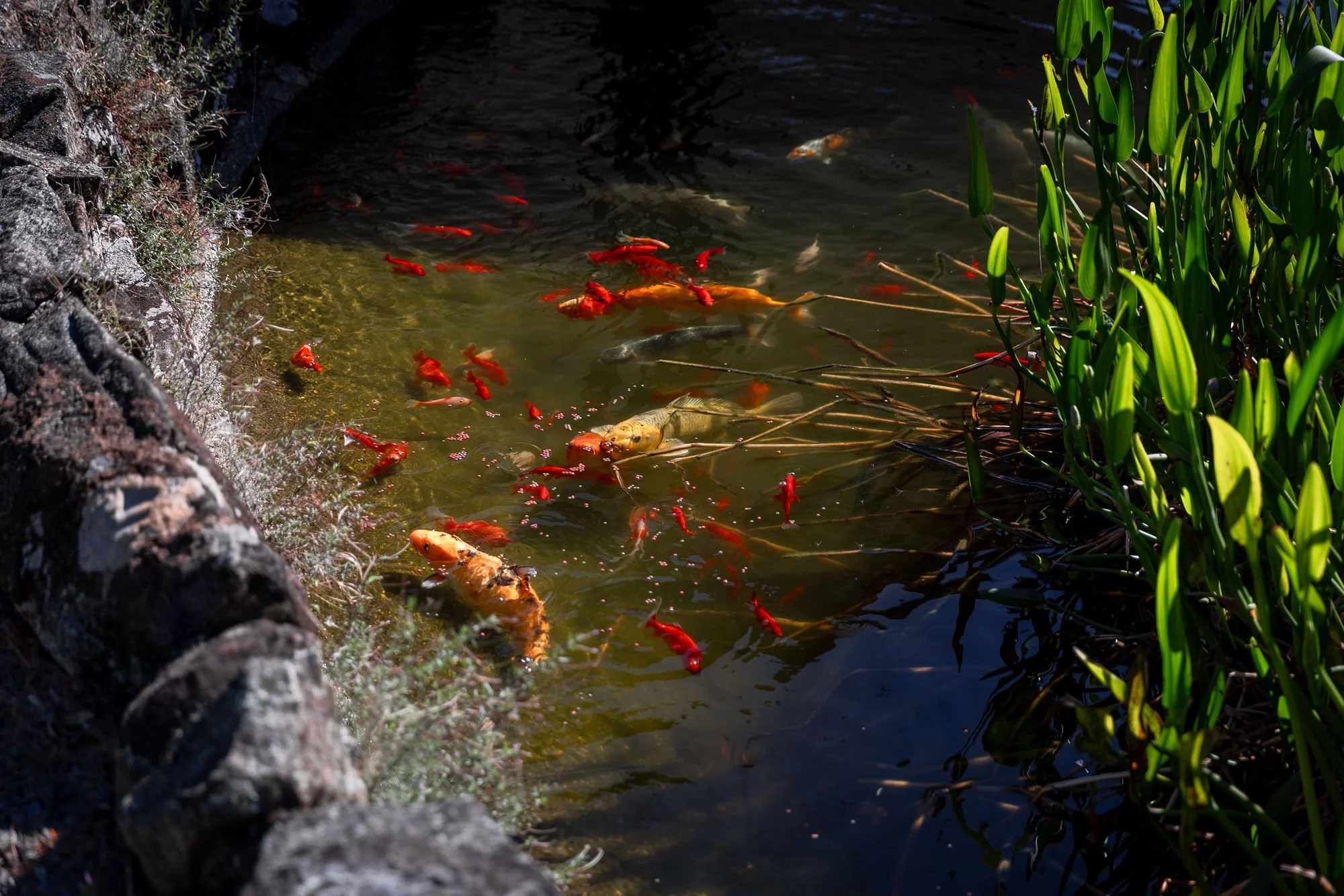 Colorful koi fish swimming in a pond surrounded by rocks and green plants.