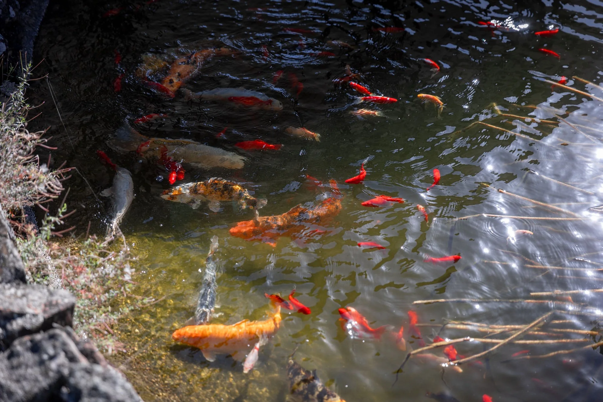 A pond filled with colorful koi fish swimming near the water's surface, with some fish near the rocky edge of the pond and aquatic plants nearby.