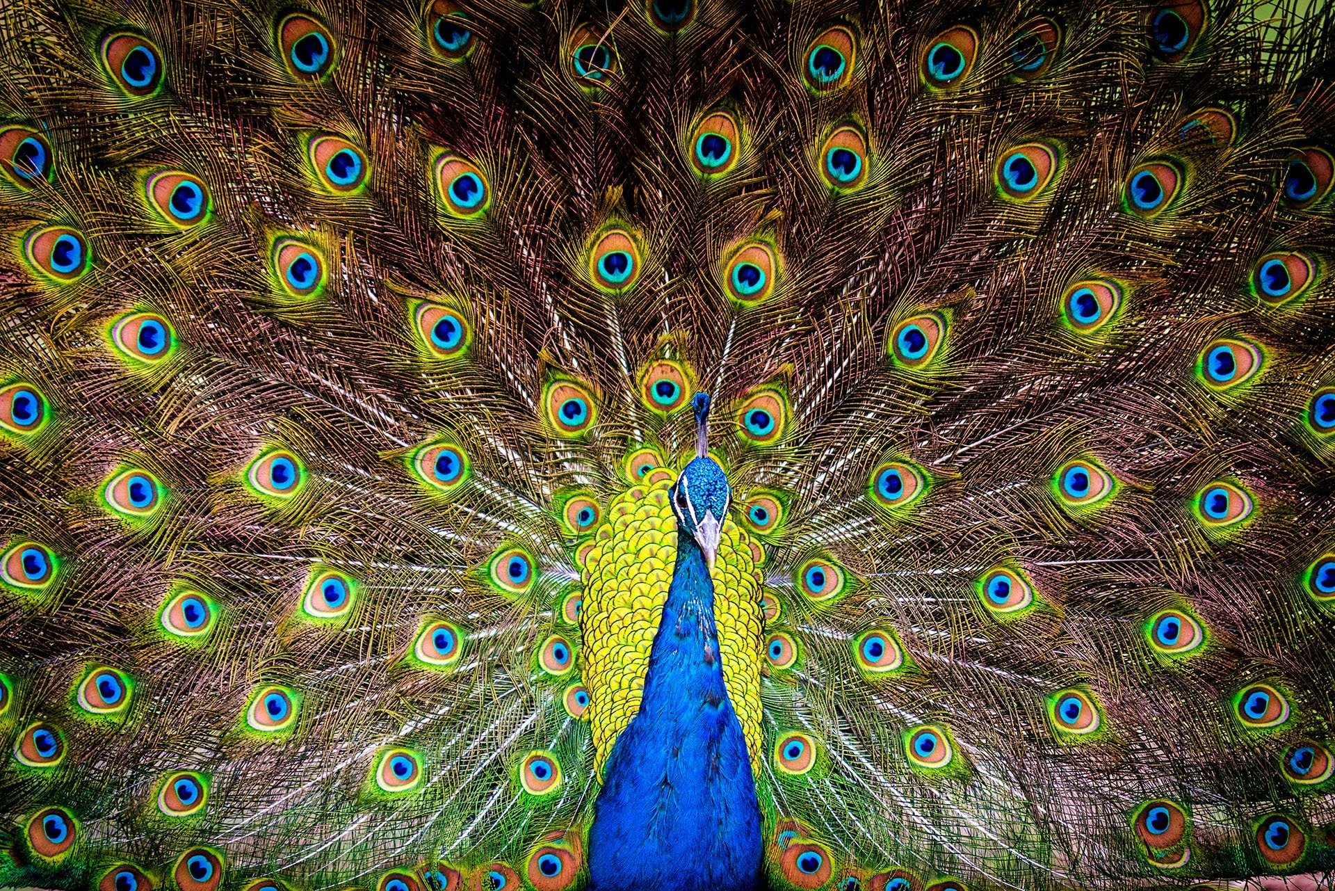 Peacock facing the camera with its tail fully fanned, filling the frame with iridescent blue, green and gold eye-spot feathers, Mount Isa, Queensland.