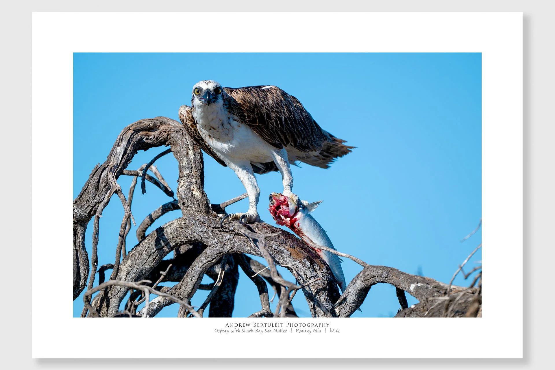 Osprey print with white border, ready for a standard frame
