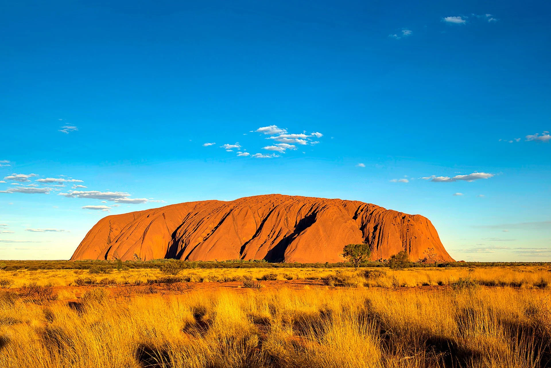Uluru glowing deep red in late afternoon light beyond golden spinifex grass, under a vivid blue sky with scattered clouds, Uluru-Kata Tjuta National Park, Northern Territory.