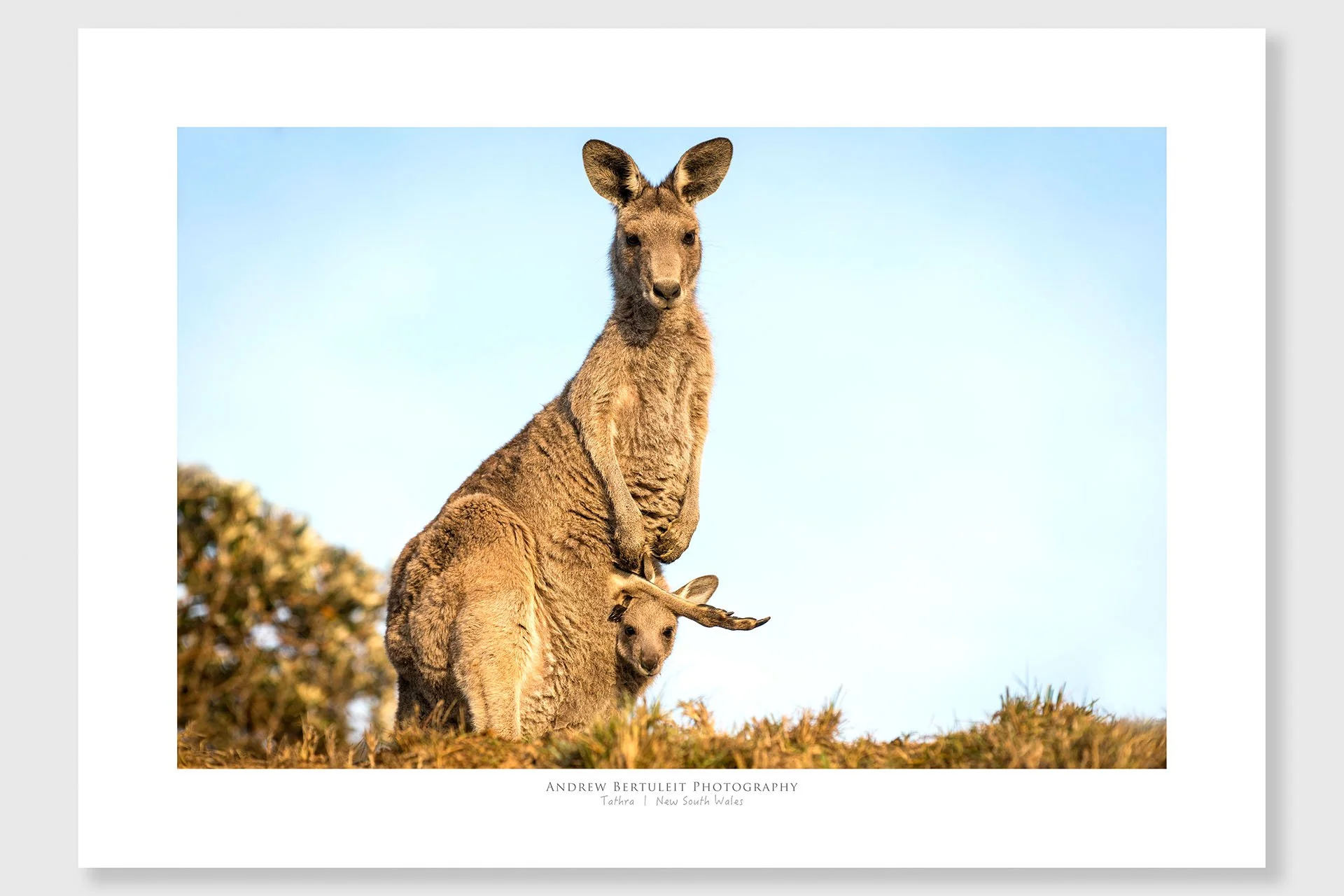 Kangaroo joey print with white border, ready for a standard frame