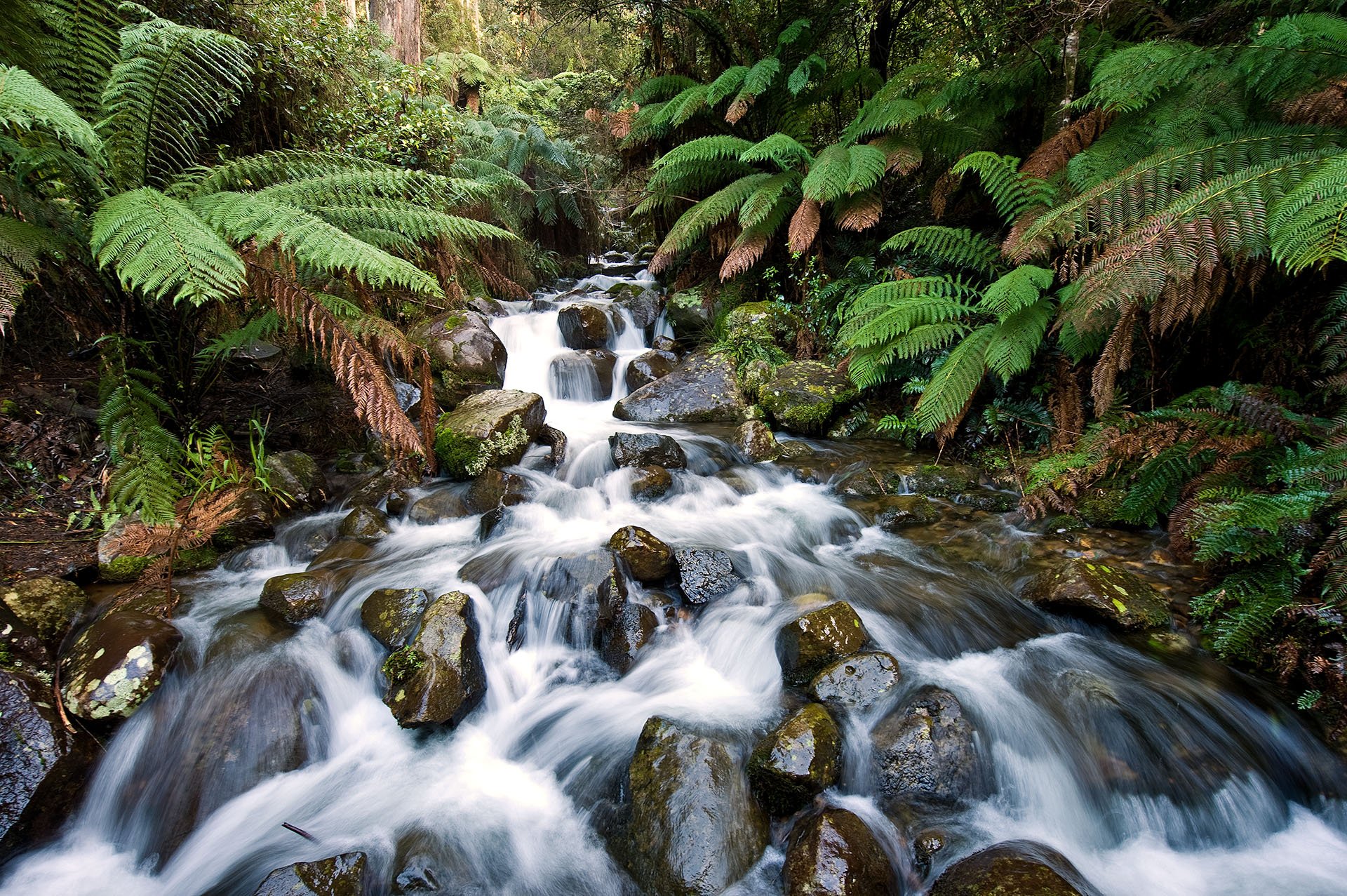 Long exposure of running water in a forest stream, east Warburton