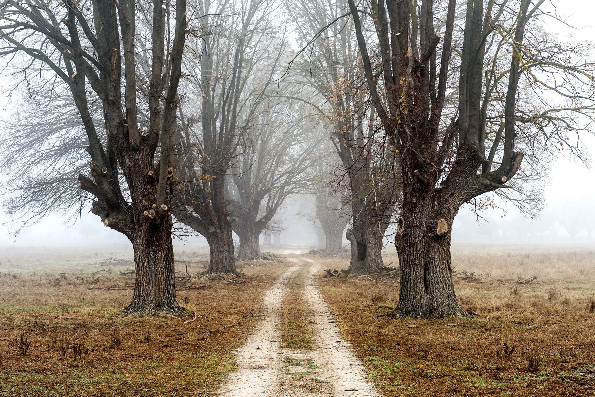 Misty country track lined with old, gnarled bare trees fading into fog near Beechworth, Victoria. Fine art landscape photograph by Andrew Bertuleit.