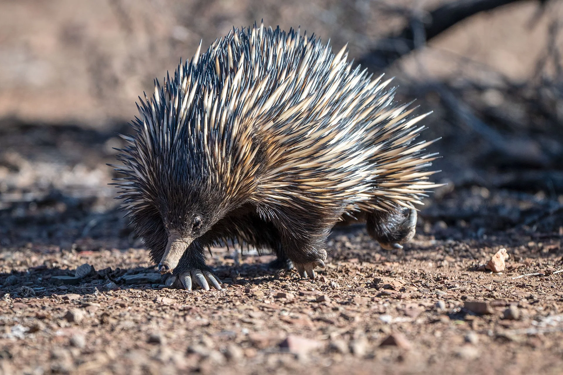 Short-beaked echidna foraging on stony red ground in the Flinders Ranges, South Australia.