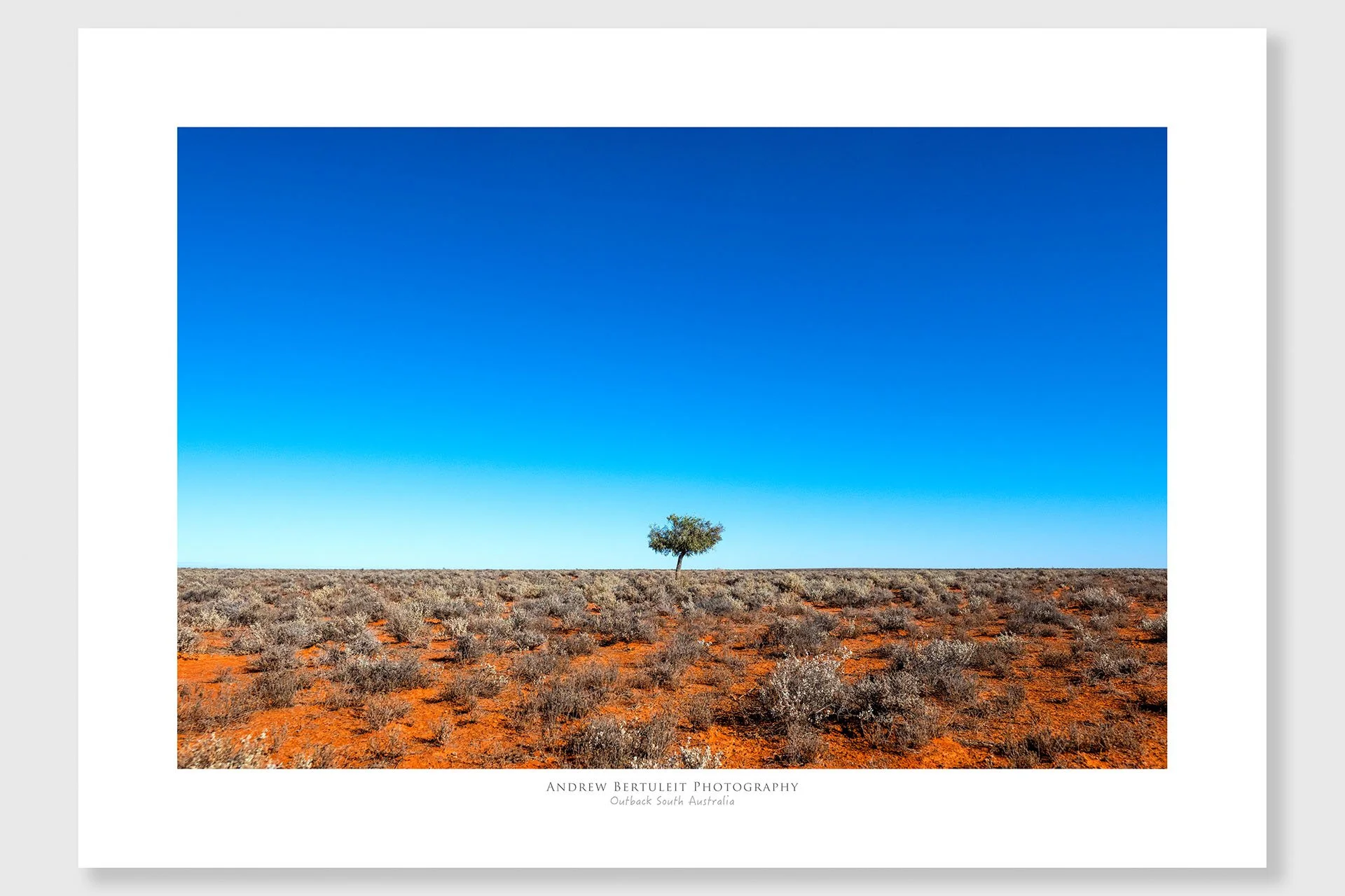 Lonely tree print with white border, ready for a standard frame