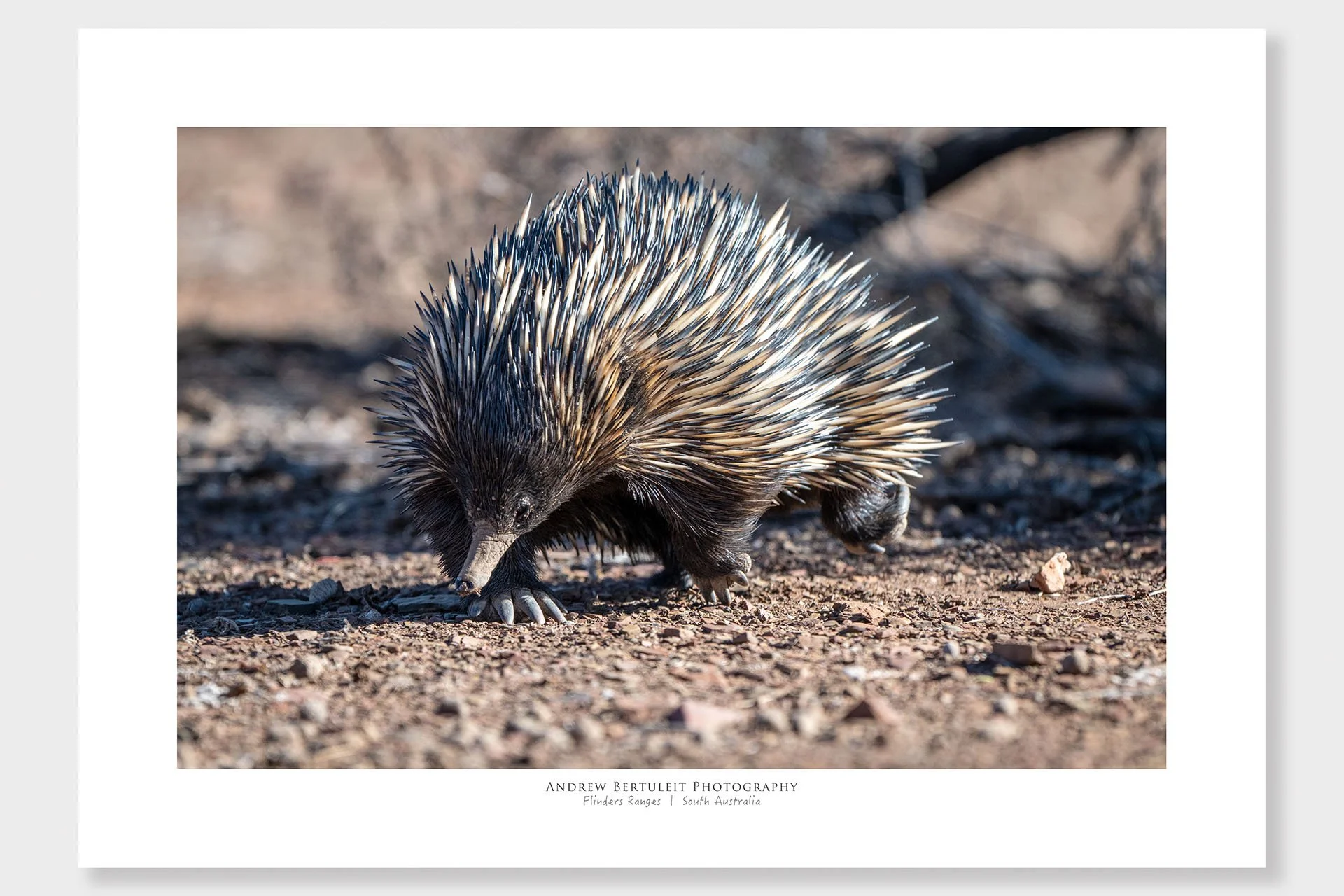 Flinders Ranges echidna print with white border, ready for a standard frame.
