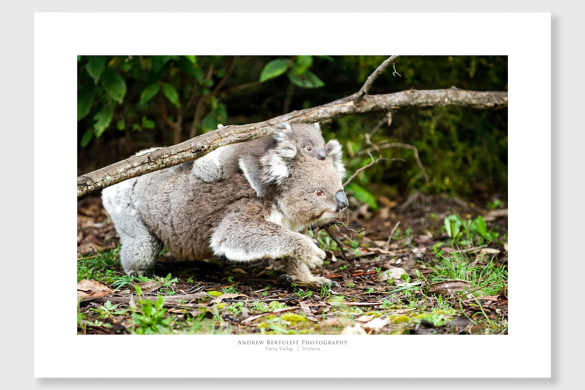 Koala and Joey print with white border, ready for a standard frame