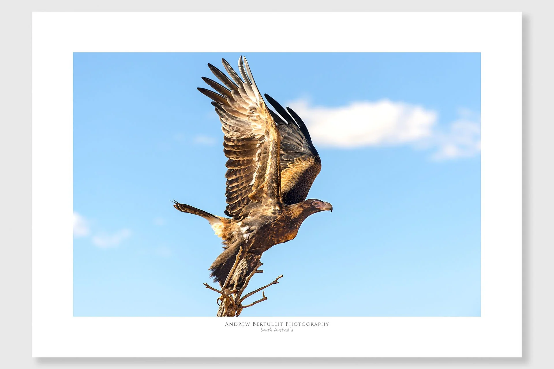 Wedge-tail print with white border, ready for a standard frame