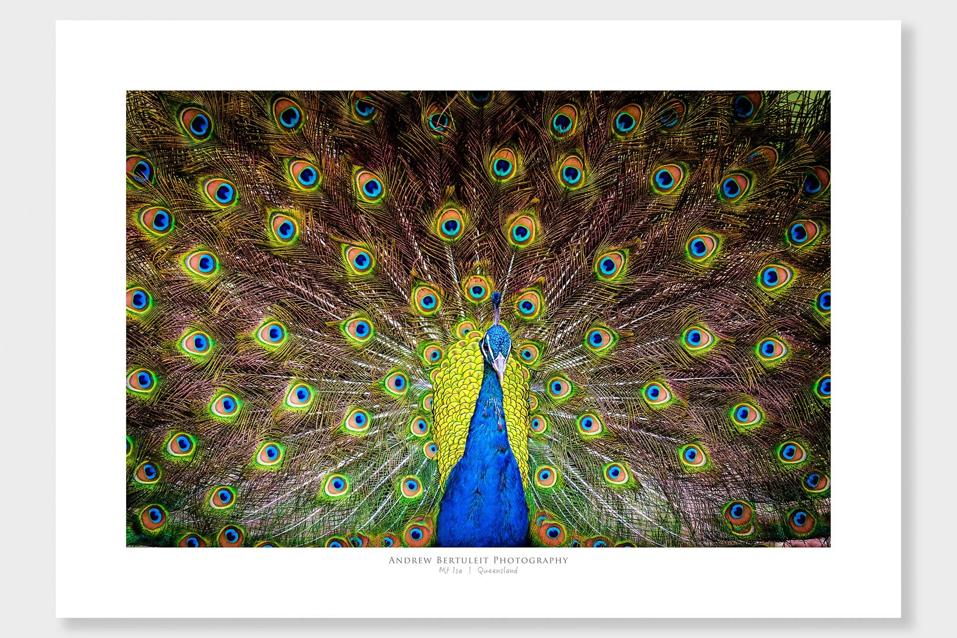 Mount Isa peacock print with white border, ready for a standard frame.