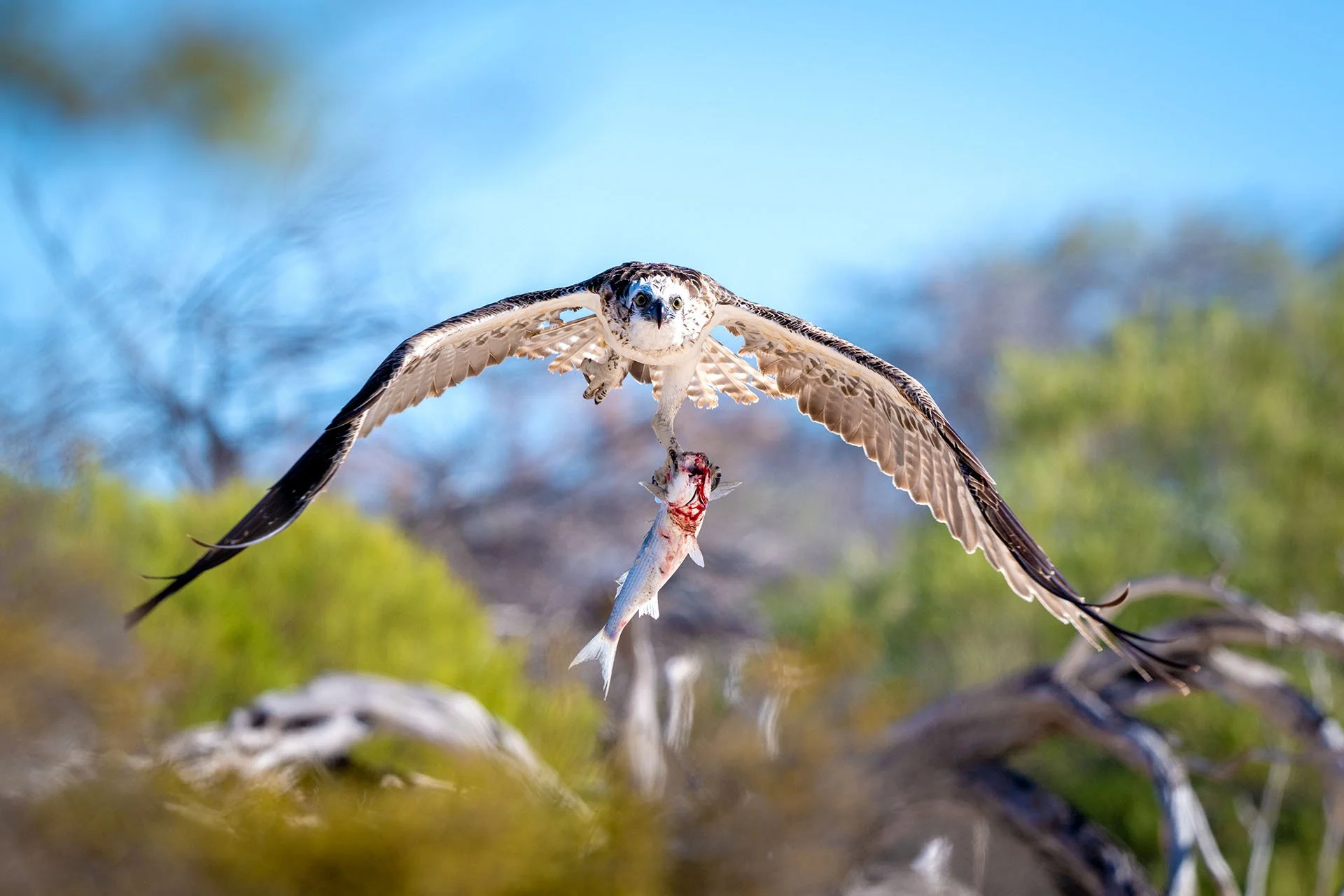 Osprey Carrying Shark Bay Sea Mullet, WA