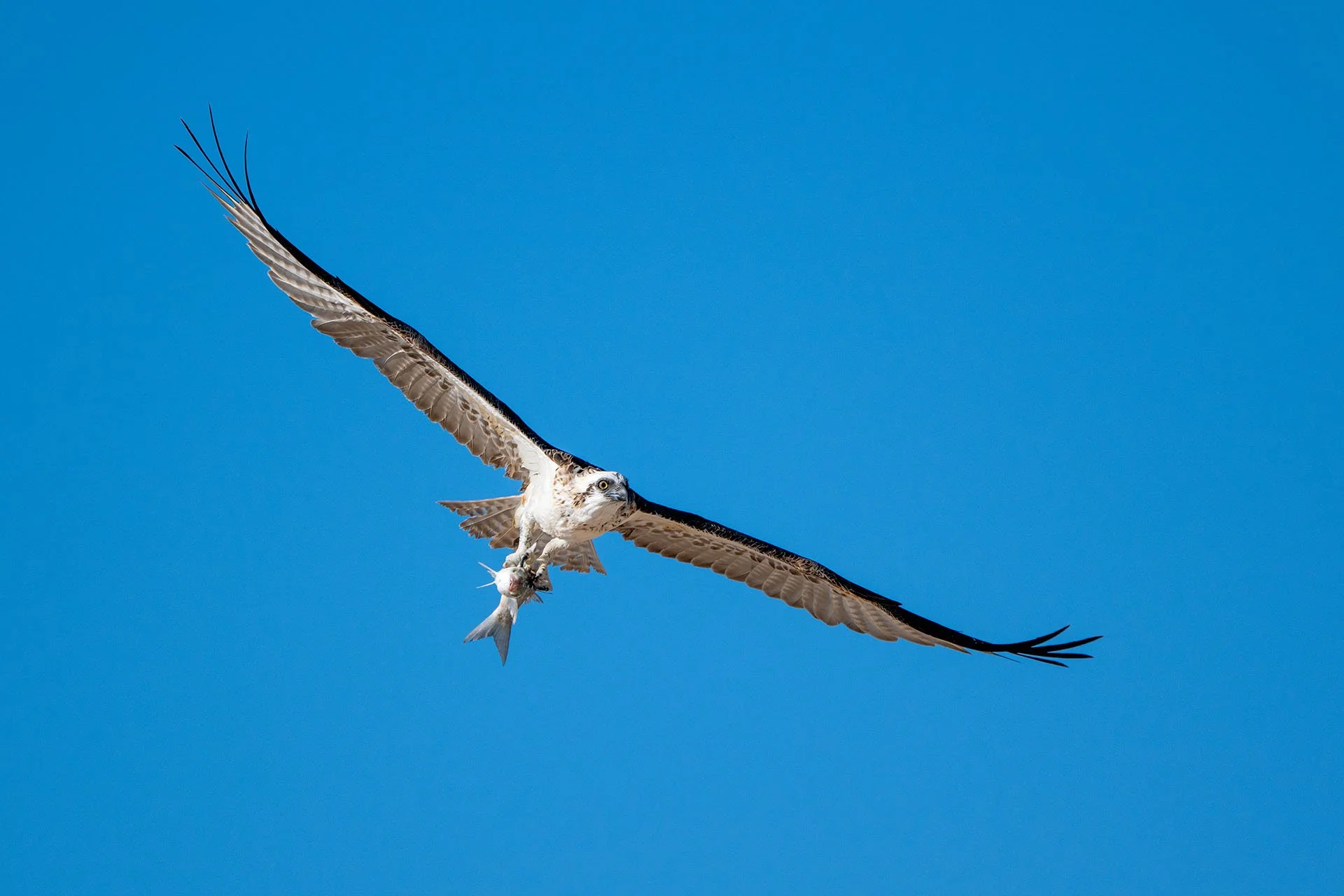 Osprey flying with wings spread wide and a freshly caught fish in its talons against a clear blue sky, Monkey Mia, Shark Bay, Western Australia.