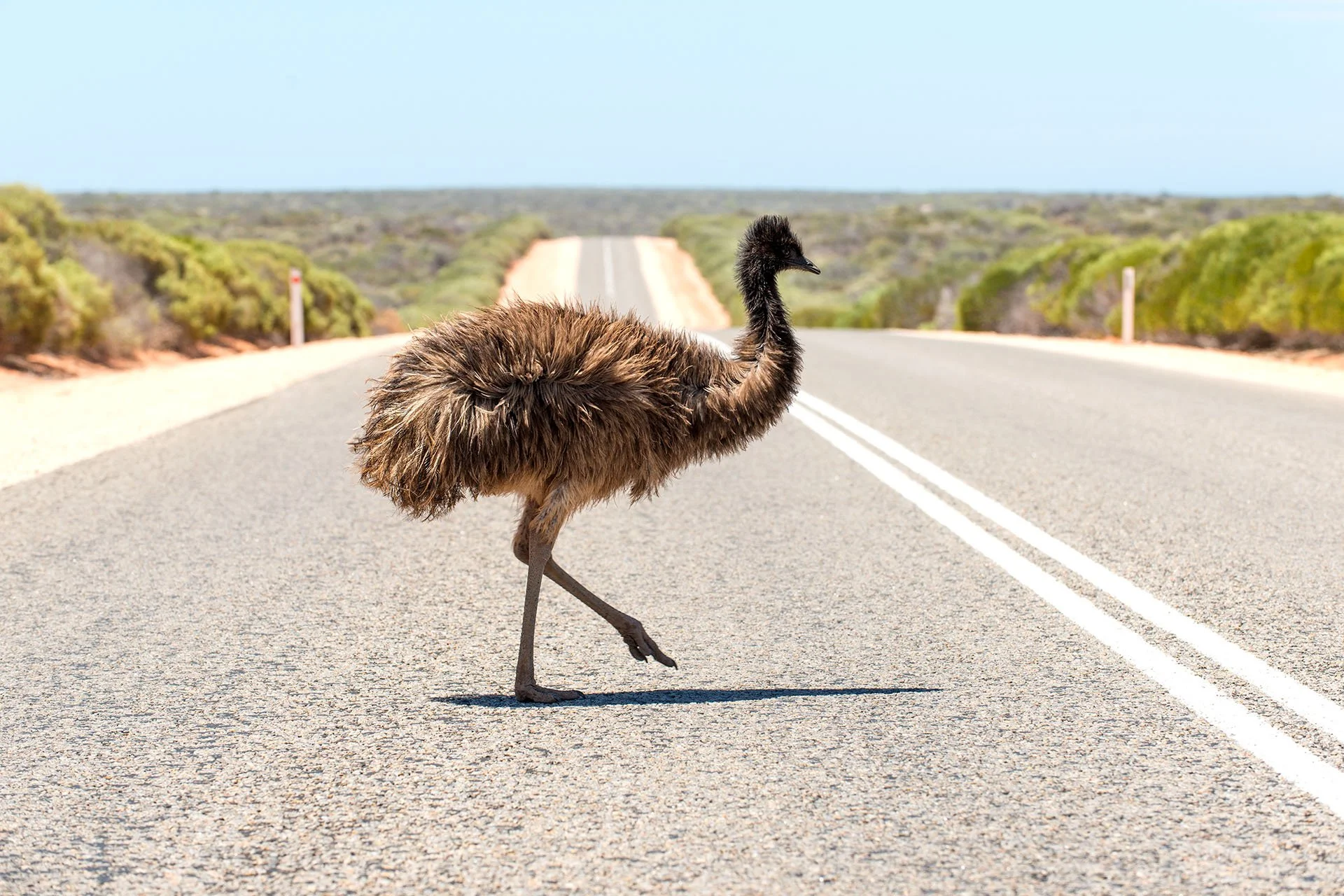 Emu crossing an empty outback highway lined with low scrub, West Australia.