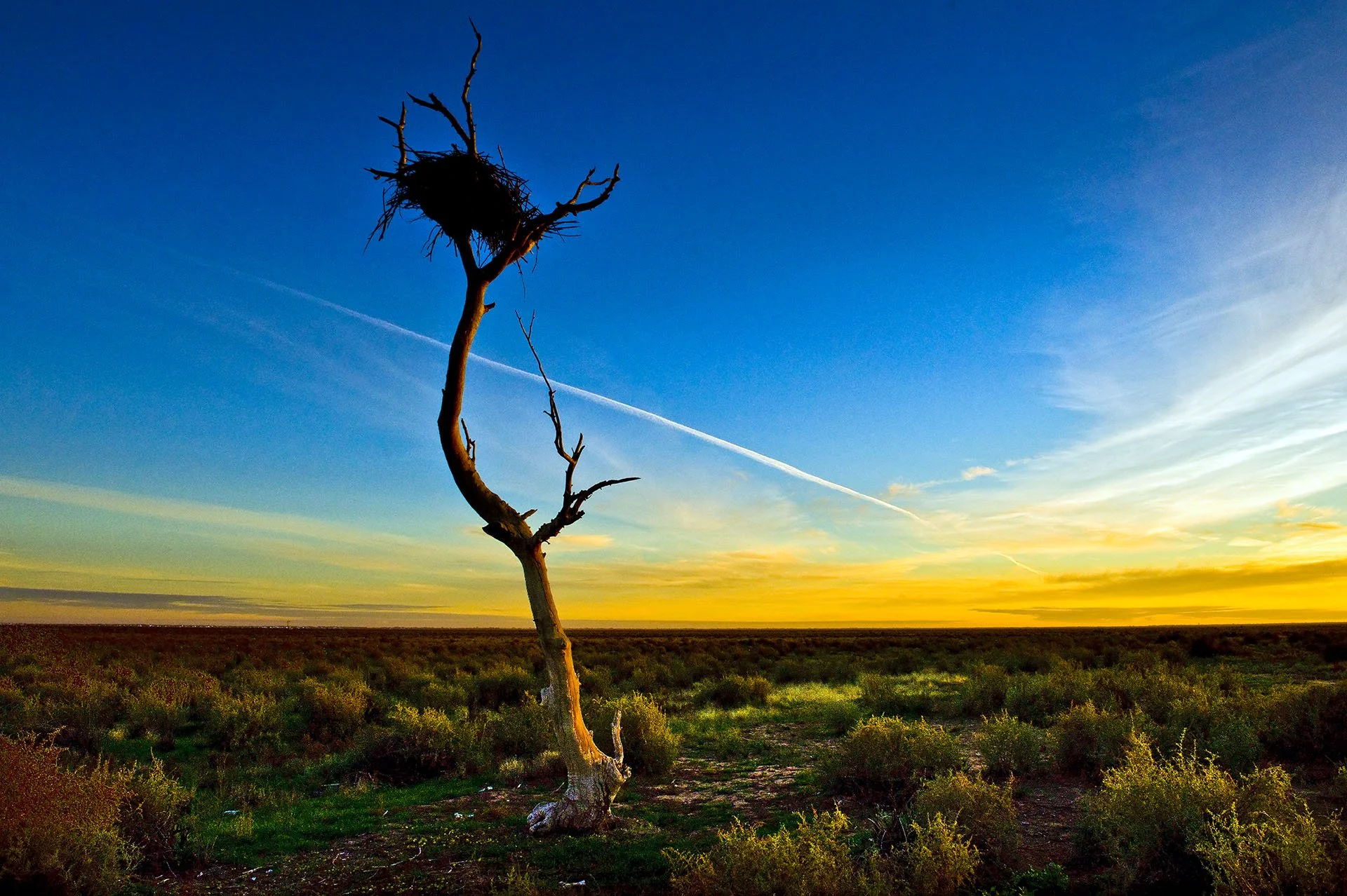 Dead tree with a large stick nest at its top, silhouetted against a golden sunset and blue sky over the flat saltbush plains south of Hay, New South Wales.