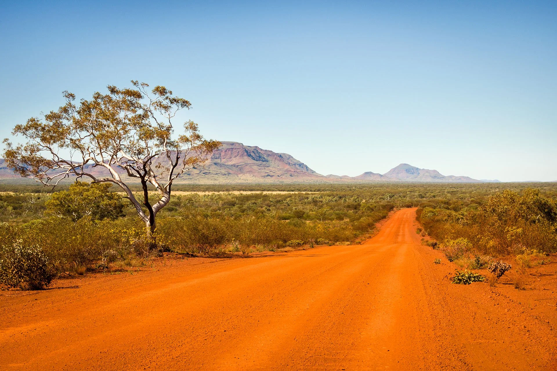 Red dirt road through spinifex and scrub past a white-trunked snappy gum, with the Hamersley Range on the horizon near Karijini National Park, Western Australia.