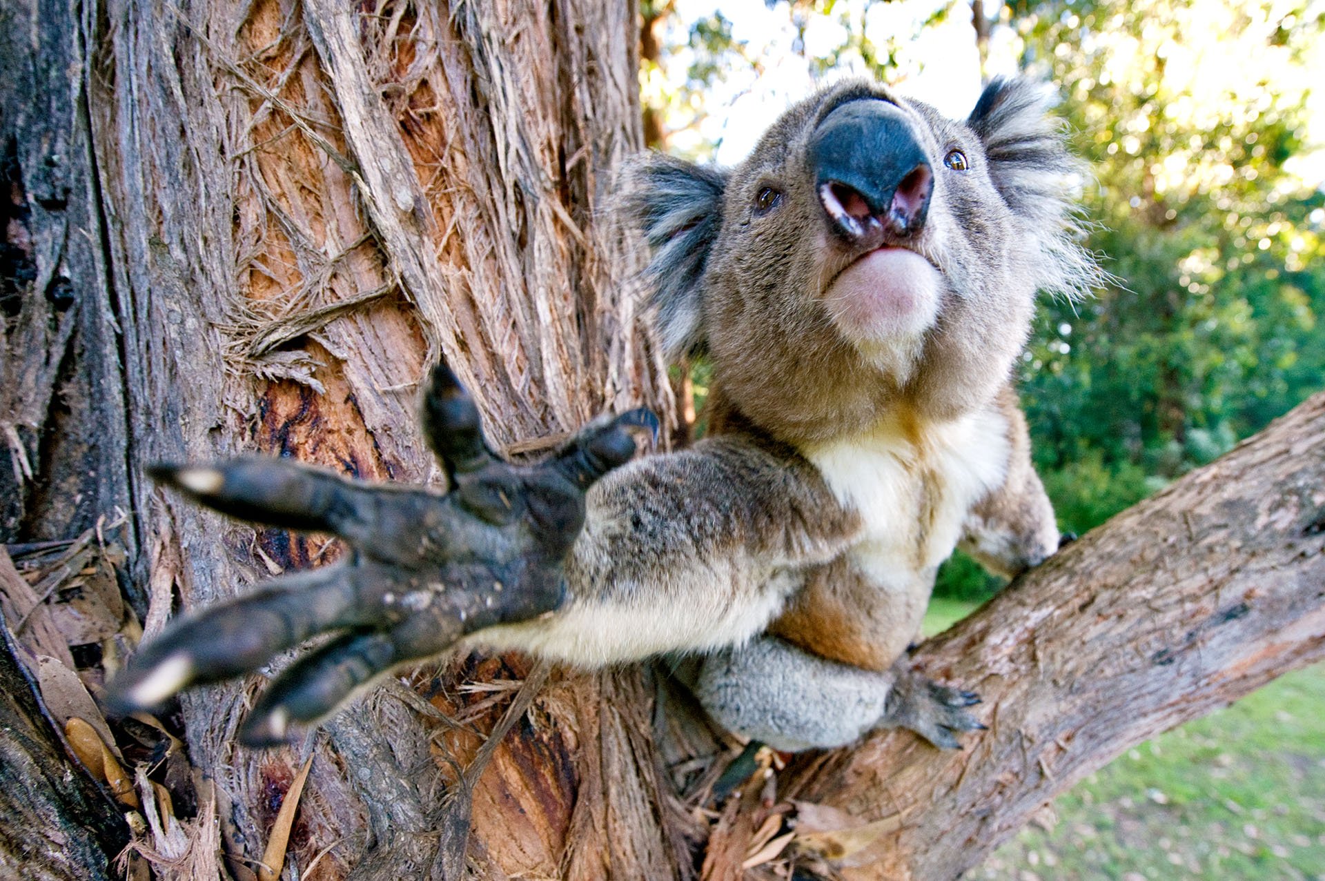Close-up wide-angle shot of a koala in a gum tree reaching a clawed paw towards the camera, Yarra Valley, Victoria.