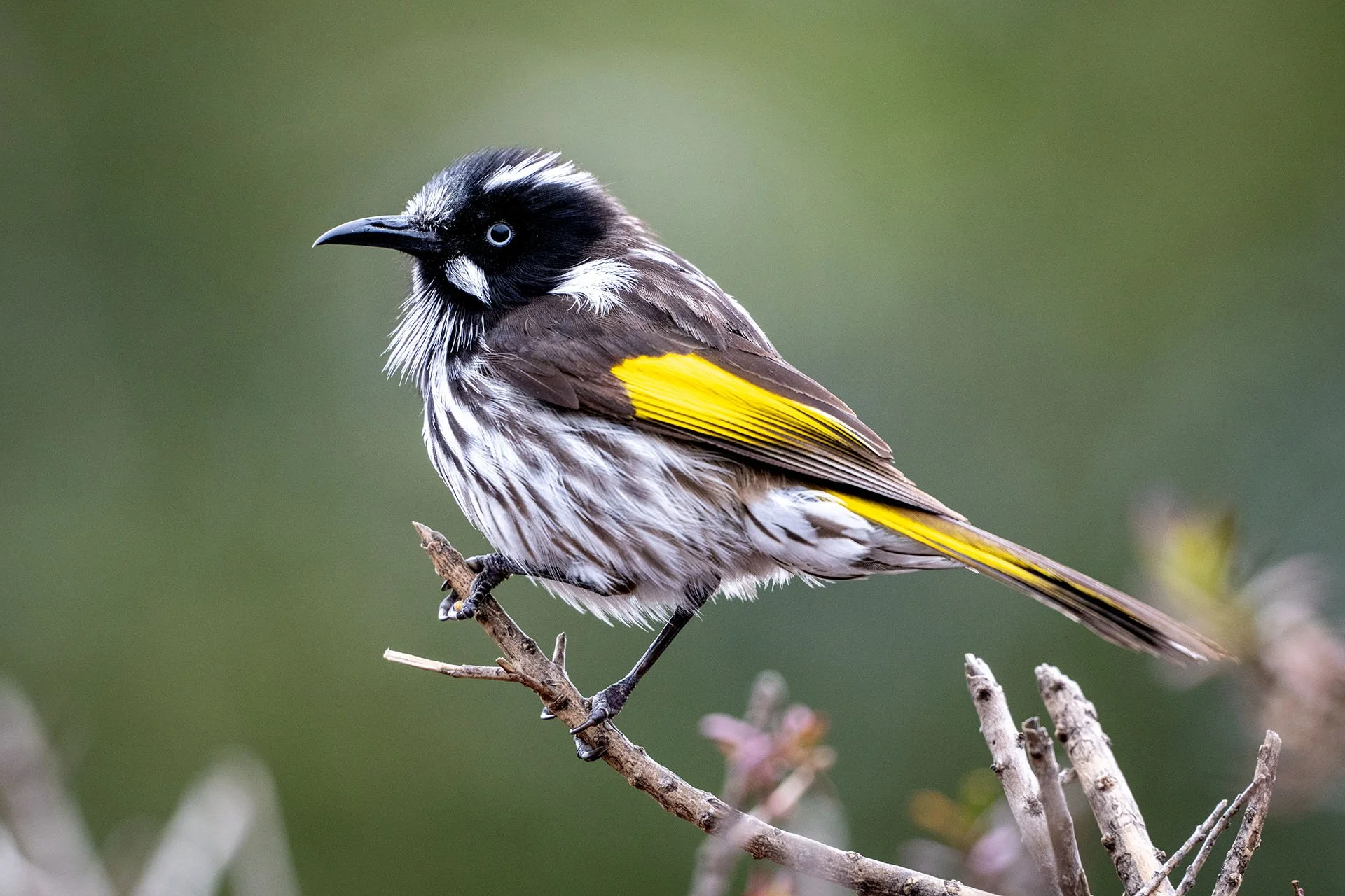 New Holland honeyeater perched on a bare twig, showing its black and white streaked plumage, white eye and bright yellow wing patches, Dimboola, Victoria.
