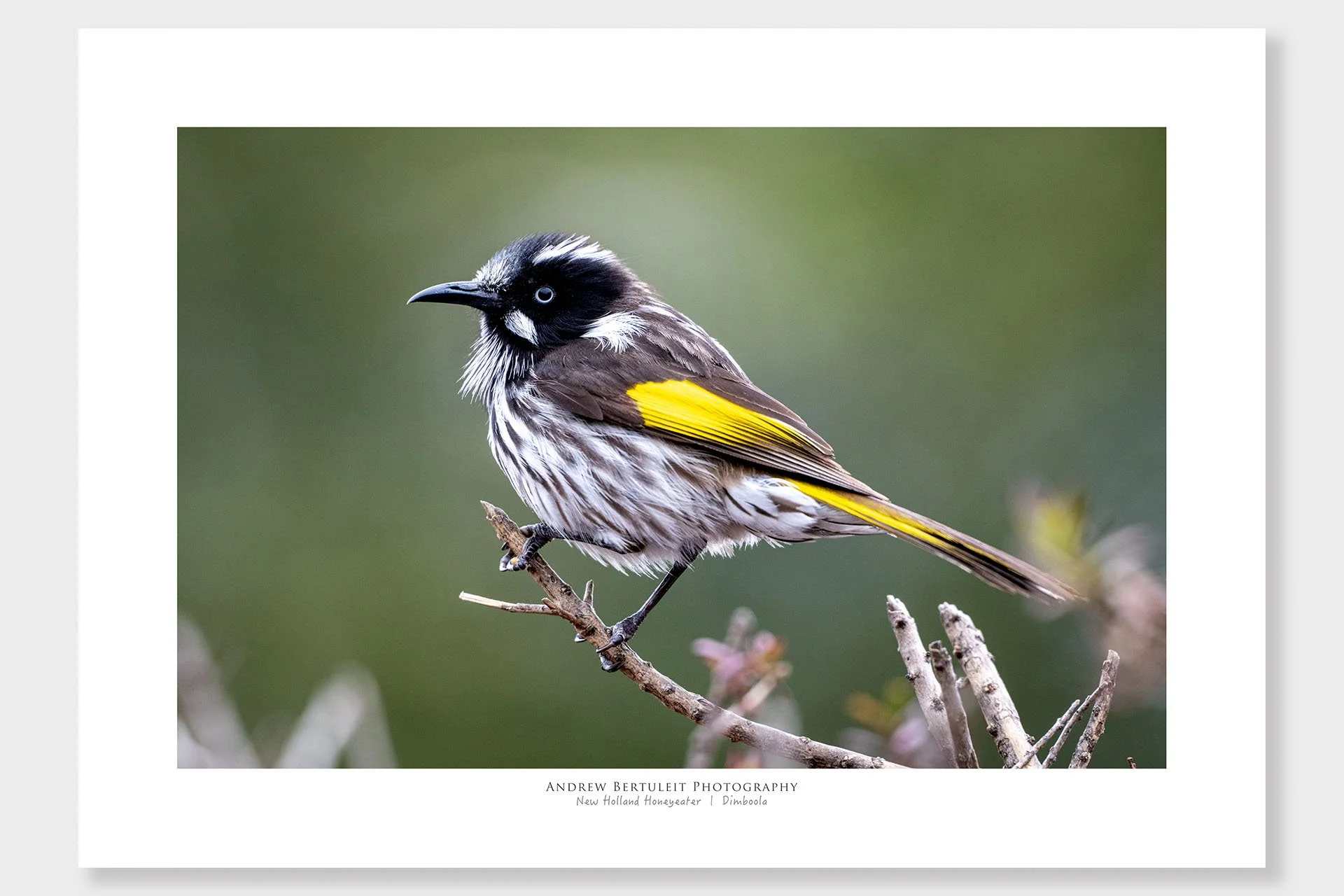 Dimboola New Holland honeyeater print with white border, ready for a standard frame.