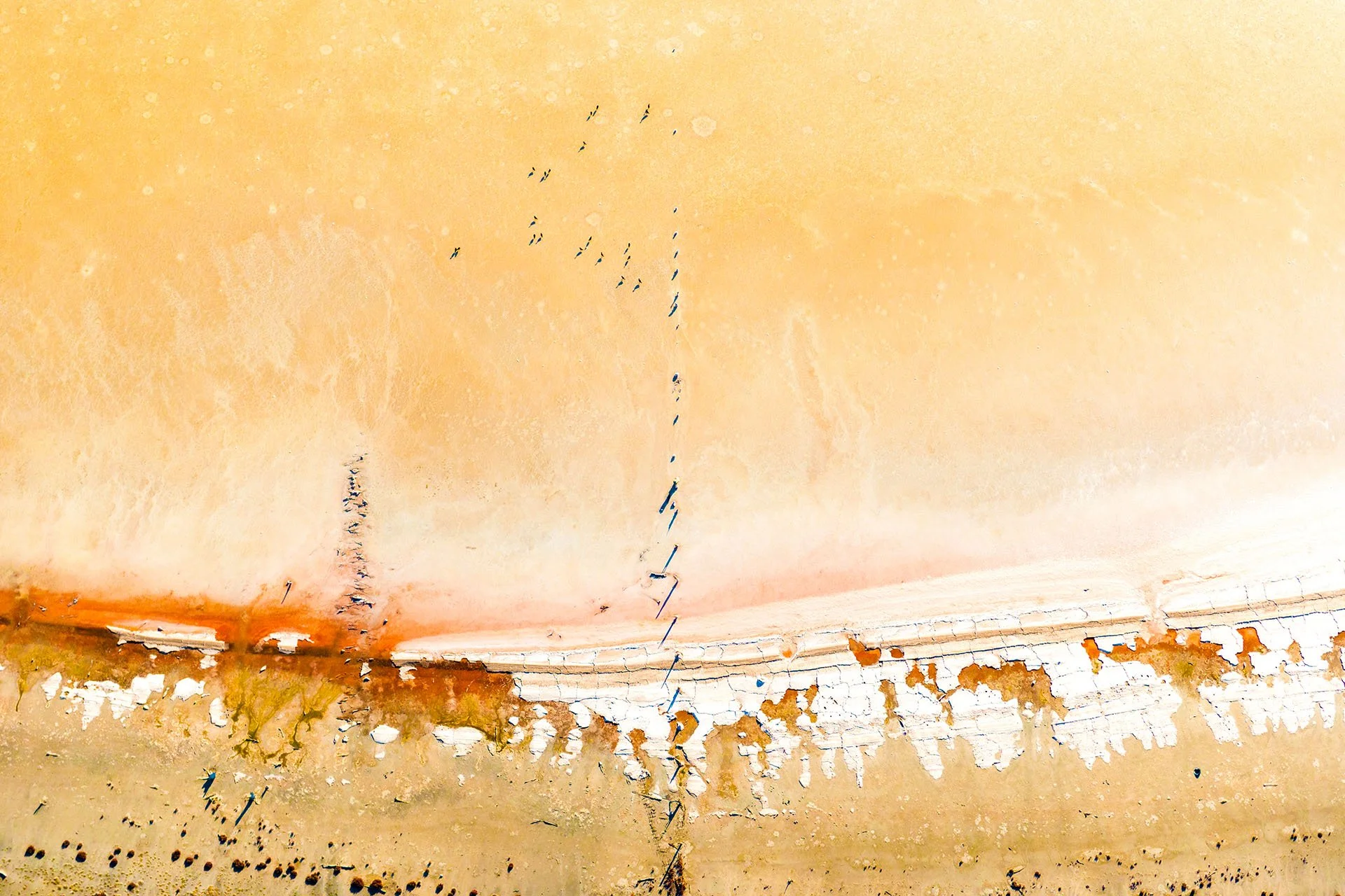 Abstract drone view of a golden salt lake near Dimboola, Victoria, with small birds and their long shadows scattered across the water and a cracked white salt crust along the shore.