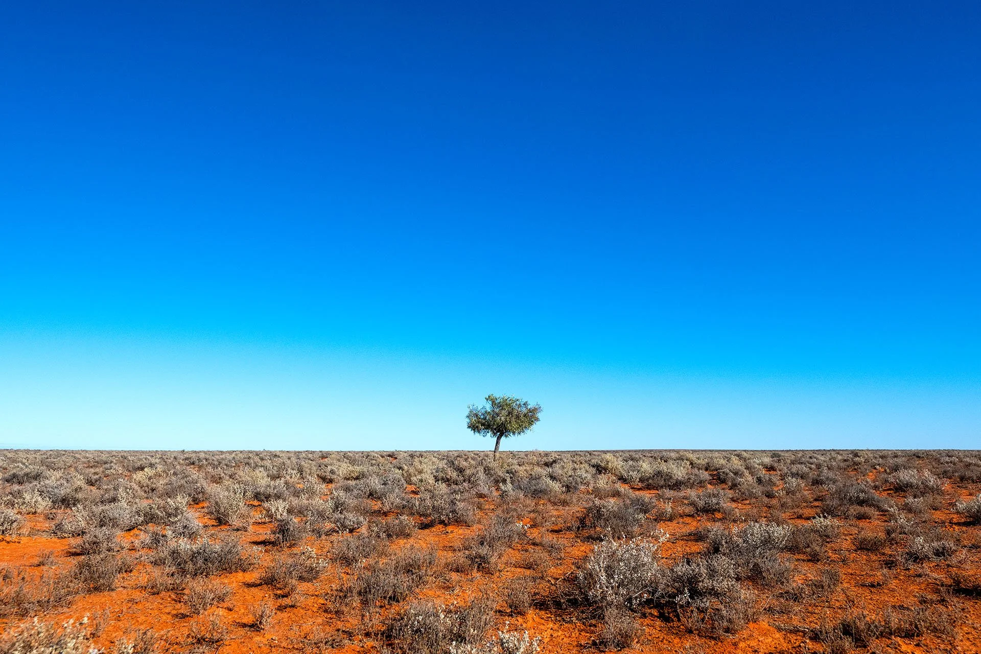 Small tree stands alone in the Outback