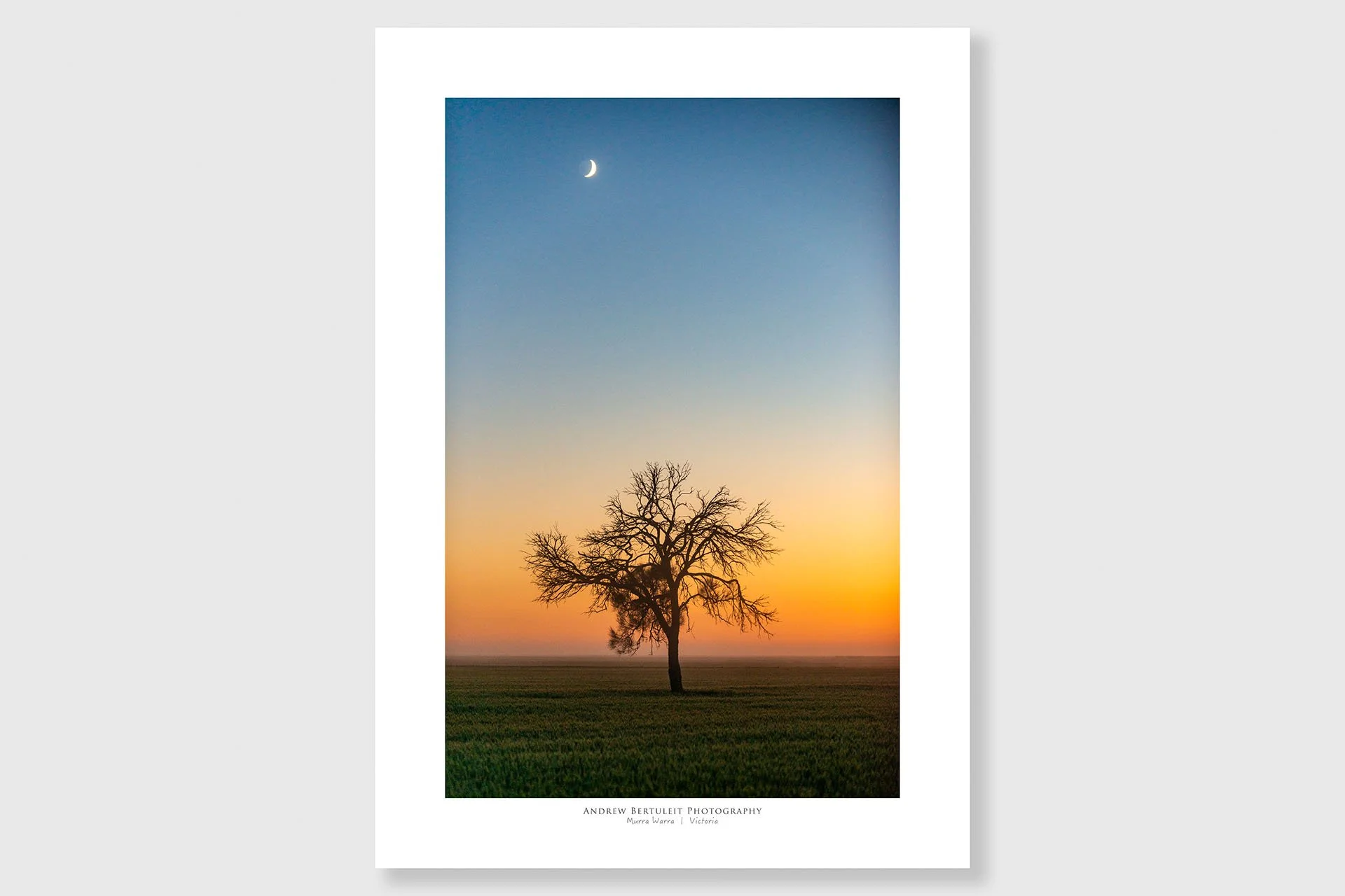Lone tree print with white border, ready for a standard frame