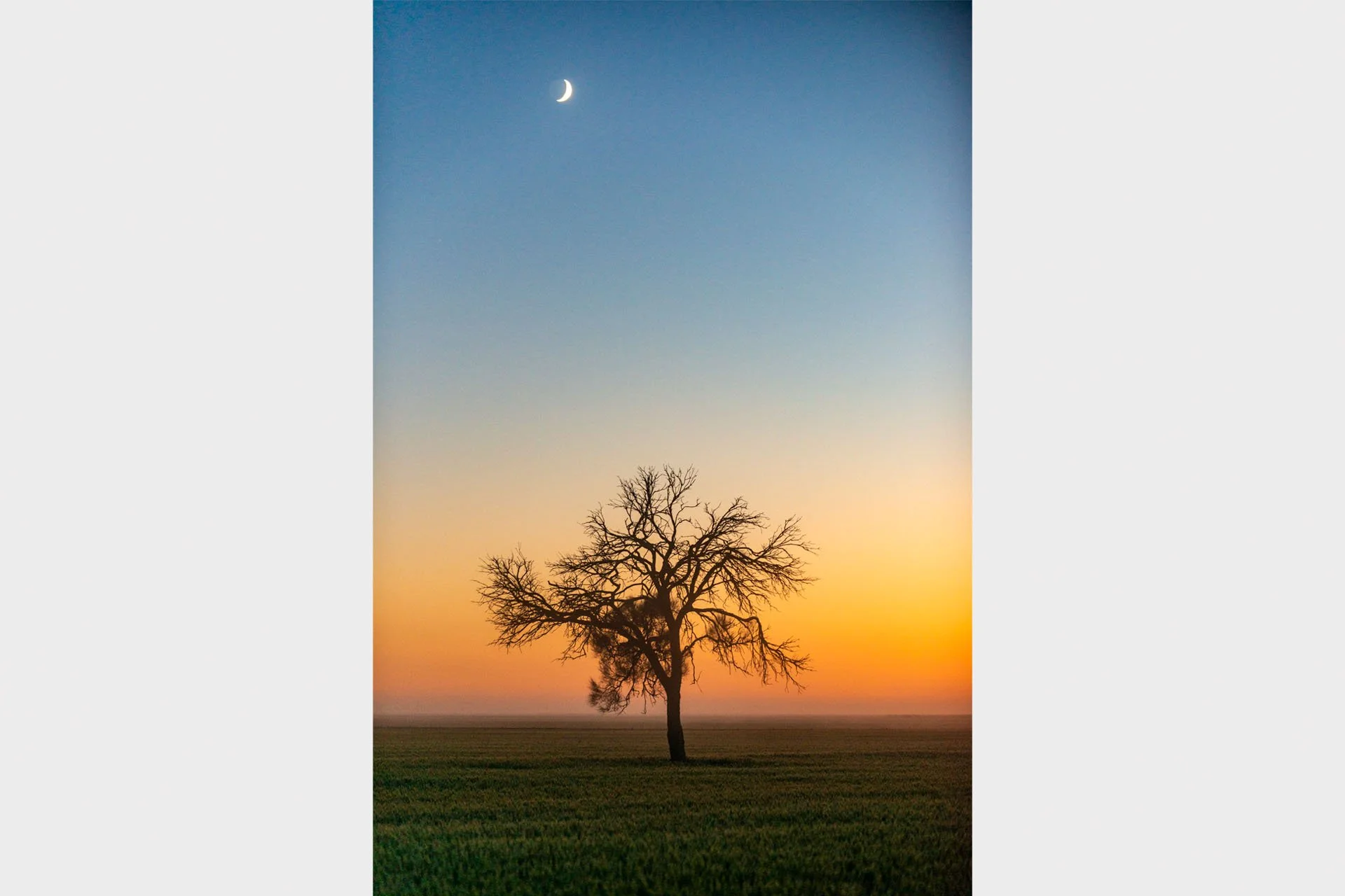 Lone bare tree silhouetted against a golden sunrise glow in a green paddock at Murra Warra in the Wimmera, Victoria, with a crescent moon in the blue sky above.