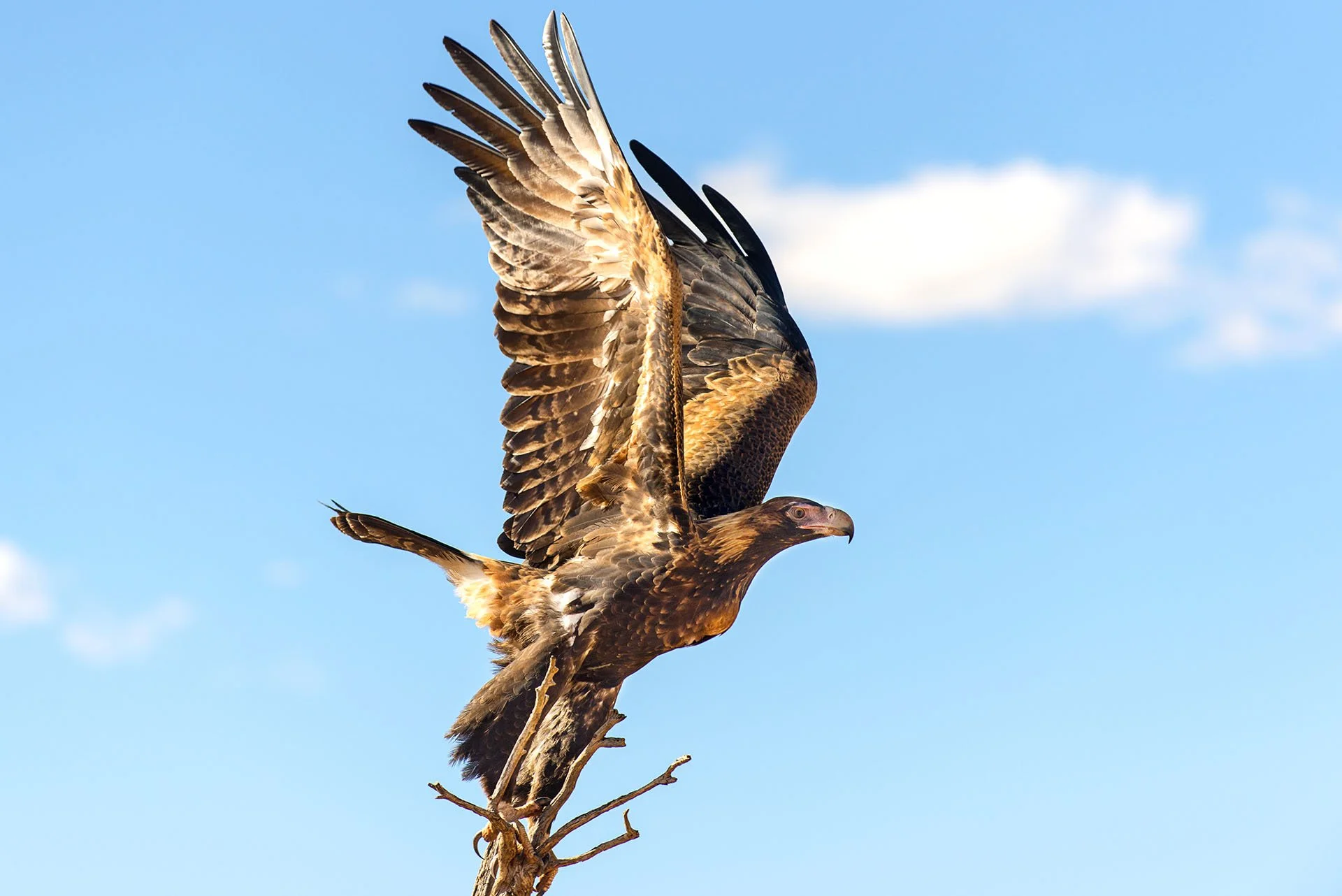 Large bird taking off from a branch