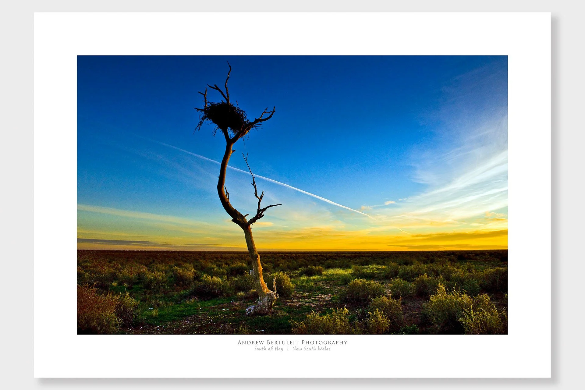 Hay Plains nest tree print with white border, ready for a standard frame.