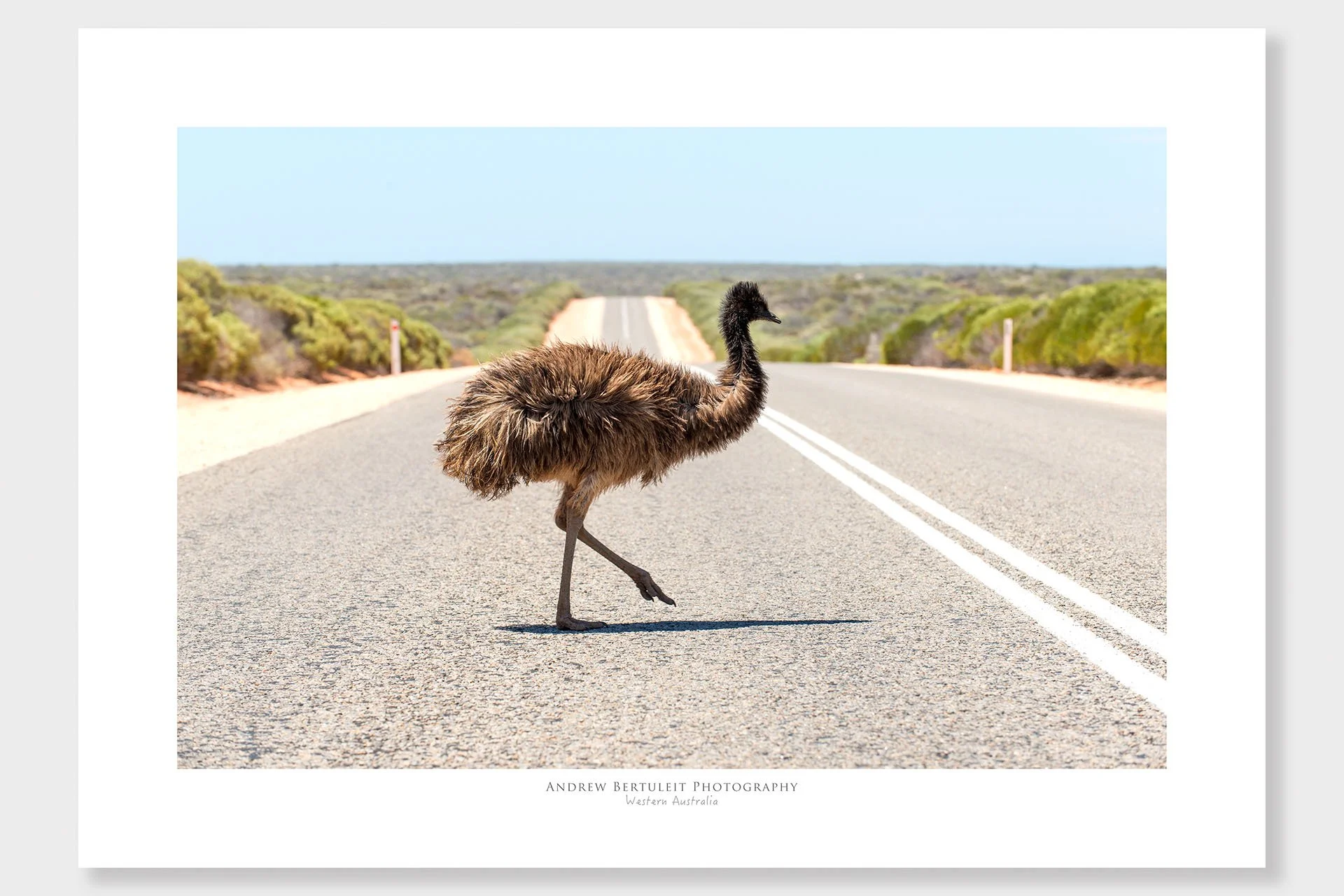 Emu crossing print with white border, ready for a standard frame.