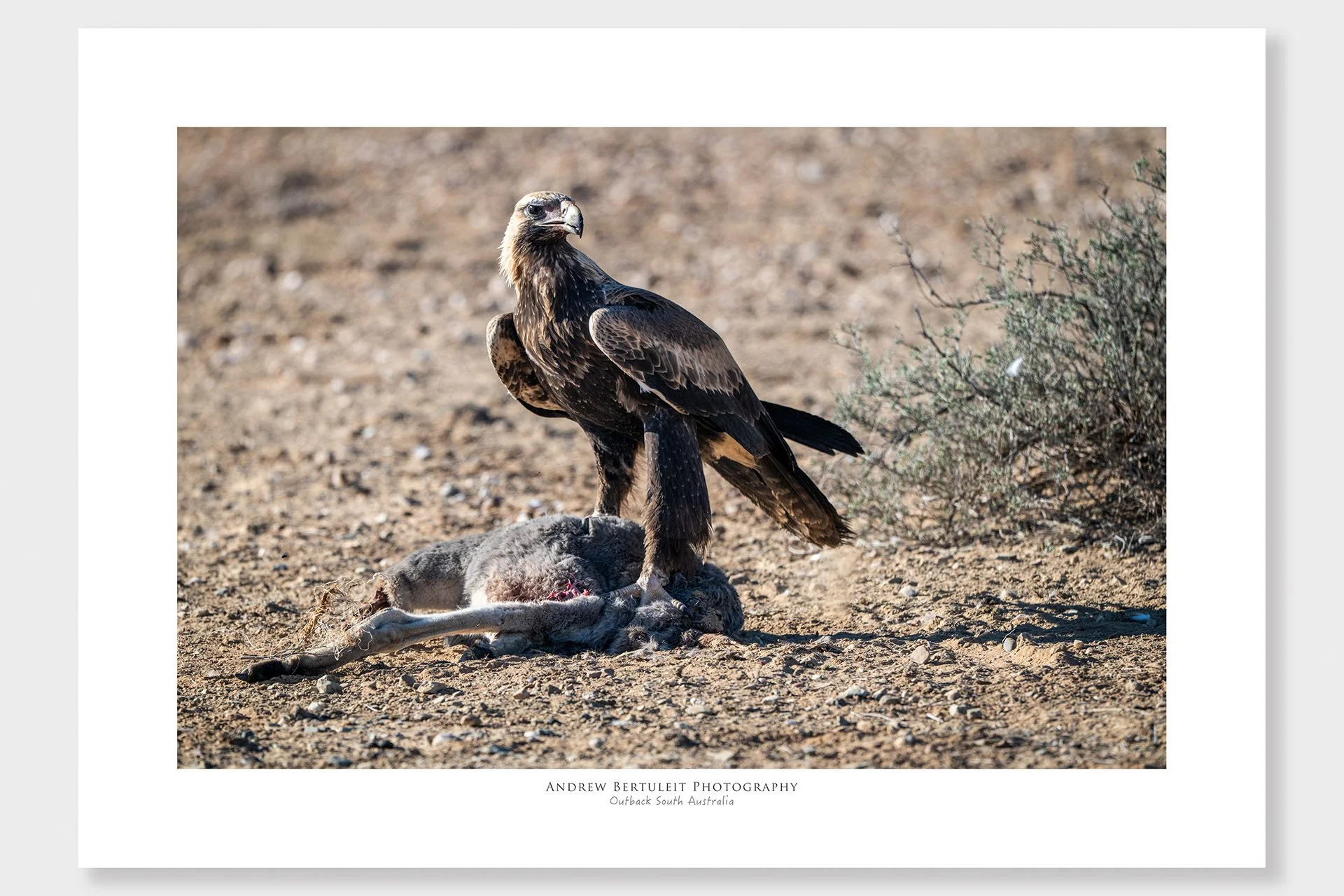 South Australia wedge-tailed eagle print with white border, ready for a standard frame.