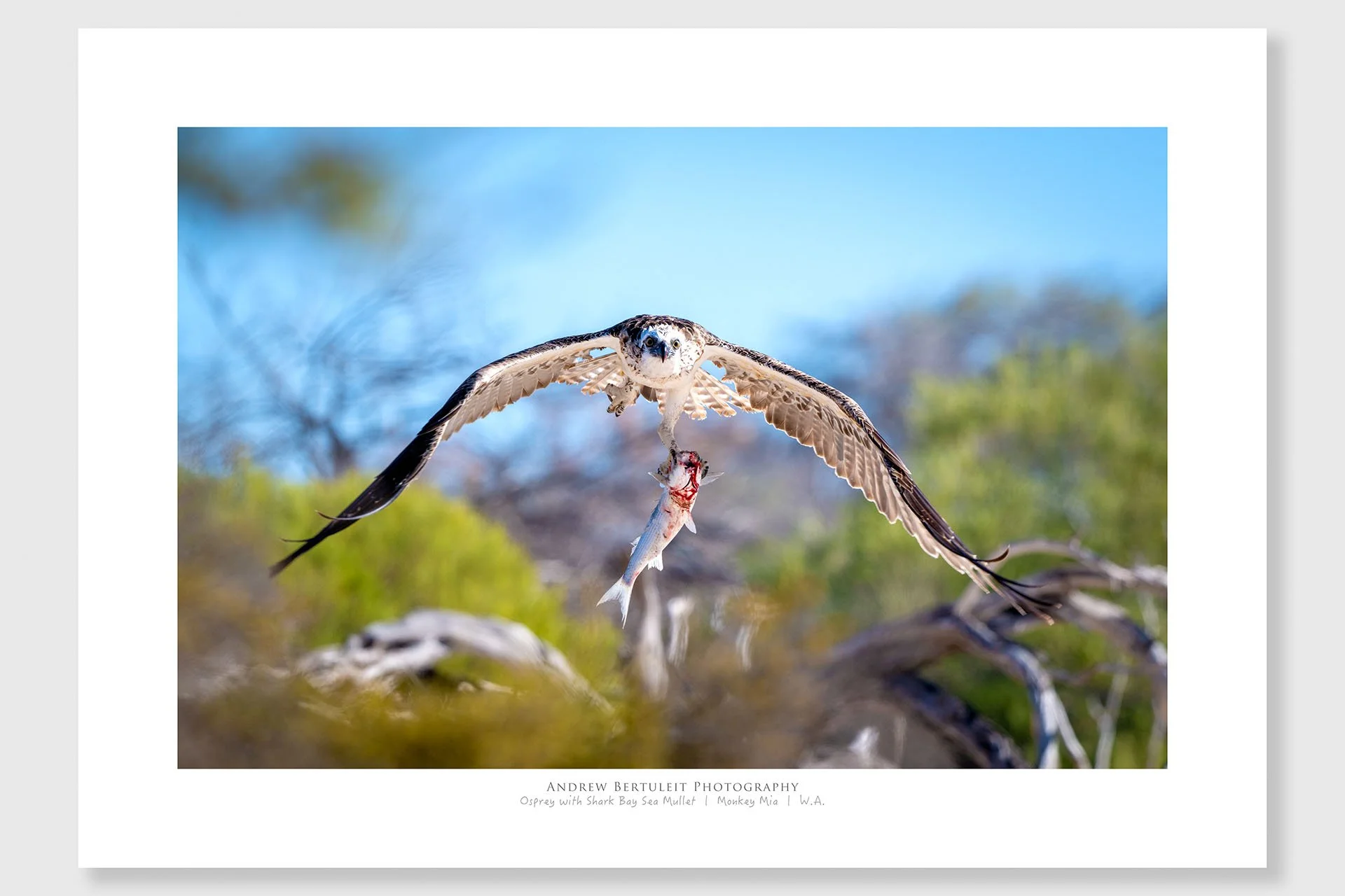osprey-with-shark-bay-sea-mullet-print