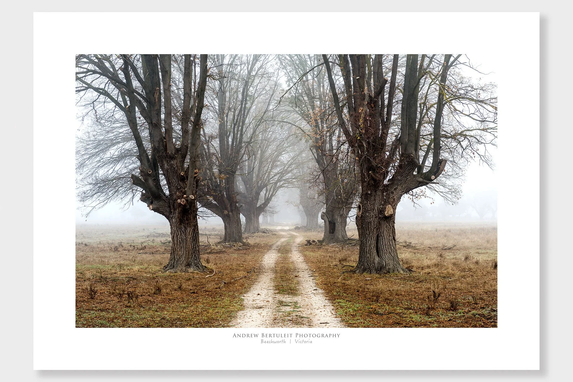 Beechworth misty tree avenue print with white border, ready for a standard frame.