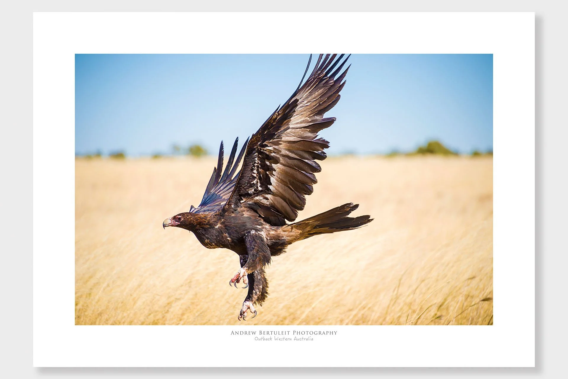 Western Australia wedge-tailed eagle in flight print with white border, ready for a standard frame.