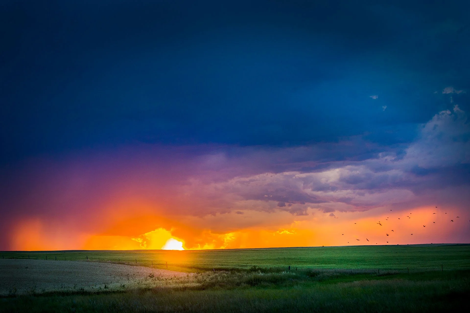 Fiery sunset breaking through a storm with rain falling across the prairie, birds flying low over green and golden fields, North Dakota, USA.