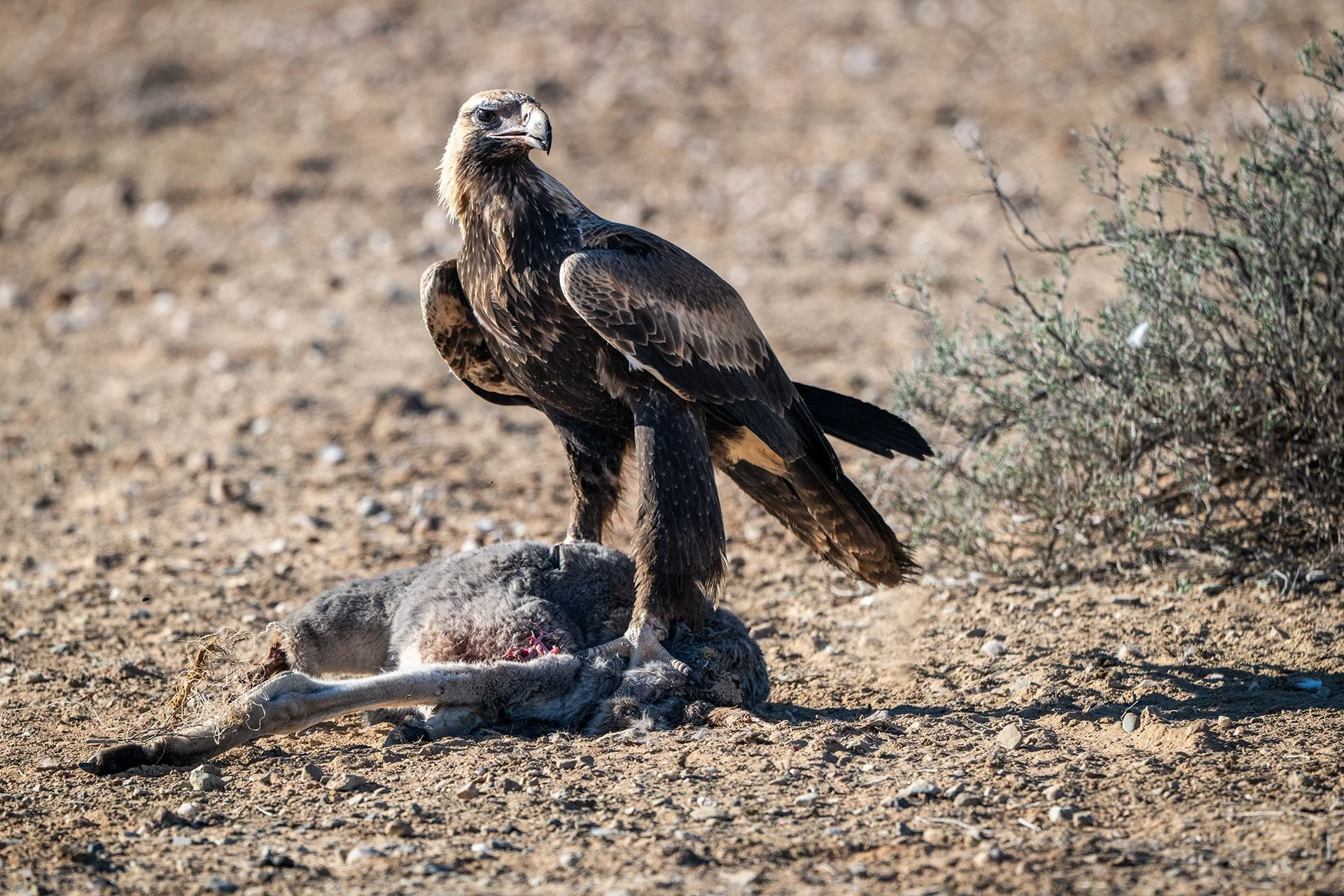 Wedge-tailed eagle standing over a kangaroo carcass on stony ground in outback South Australia.